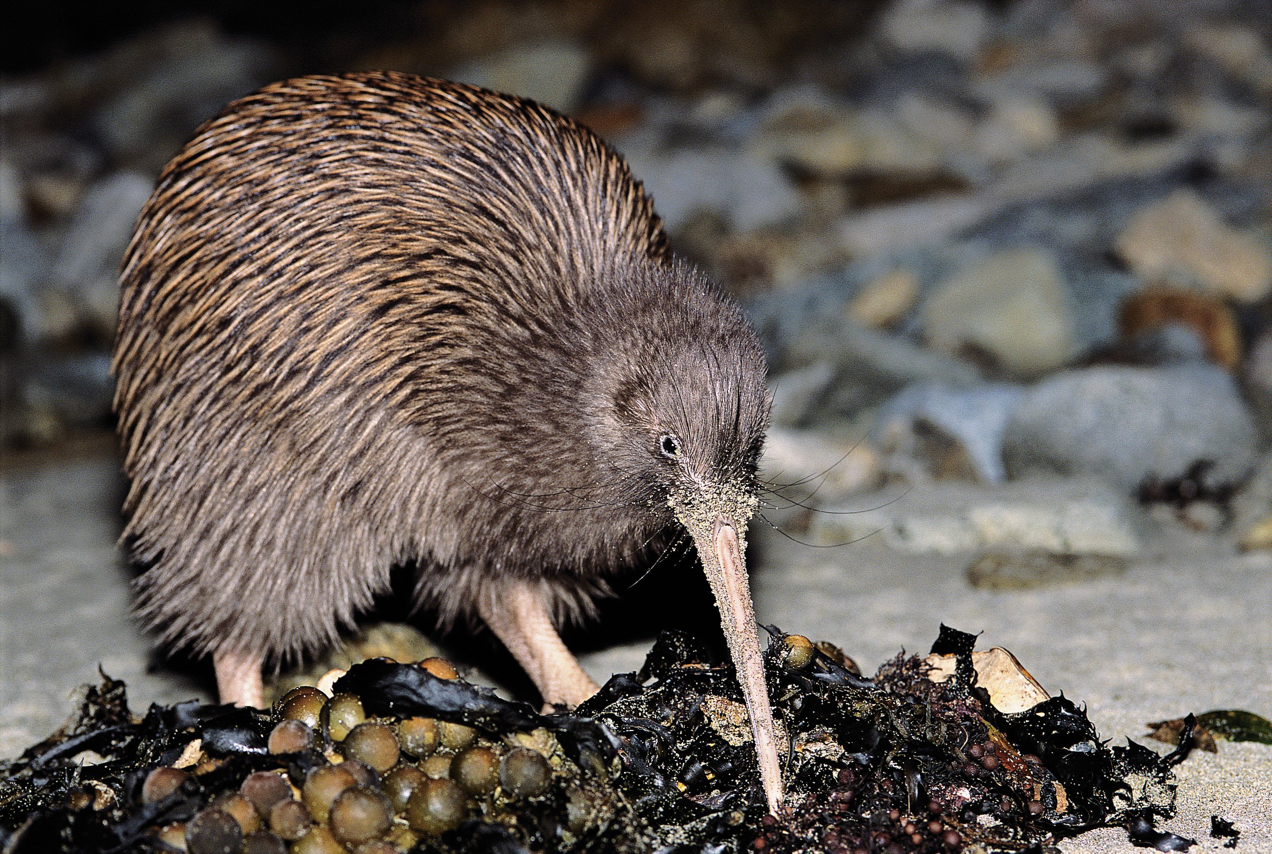 448145-kiwi-stewart-island-southland-new-zealand-credit-great-south-7.jpg