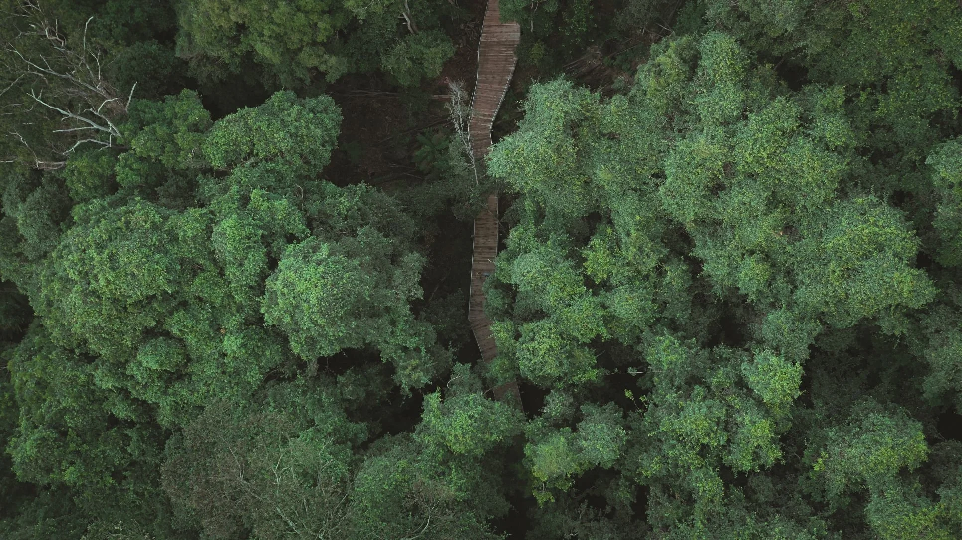 Scenic Walkway overhead.jpg