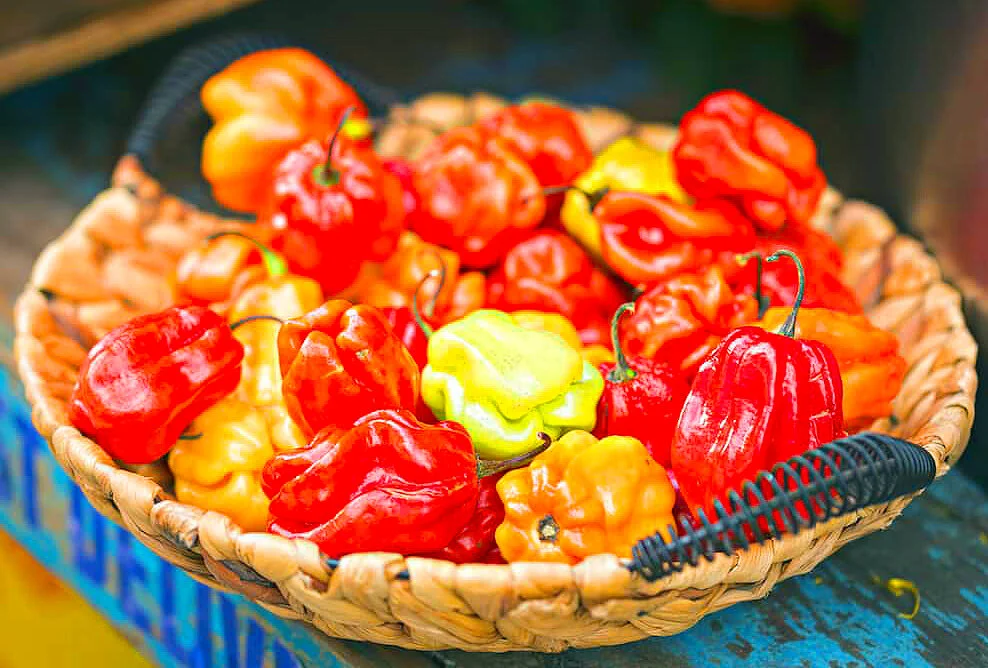 scotch-bonnet-pepper.jpg