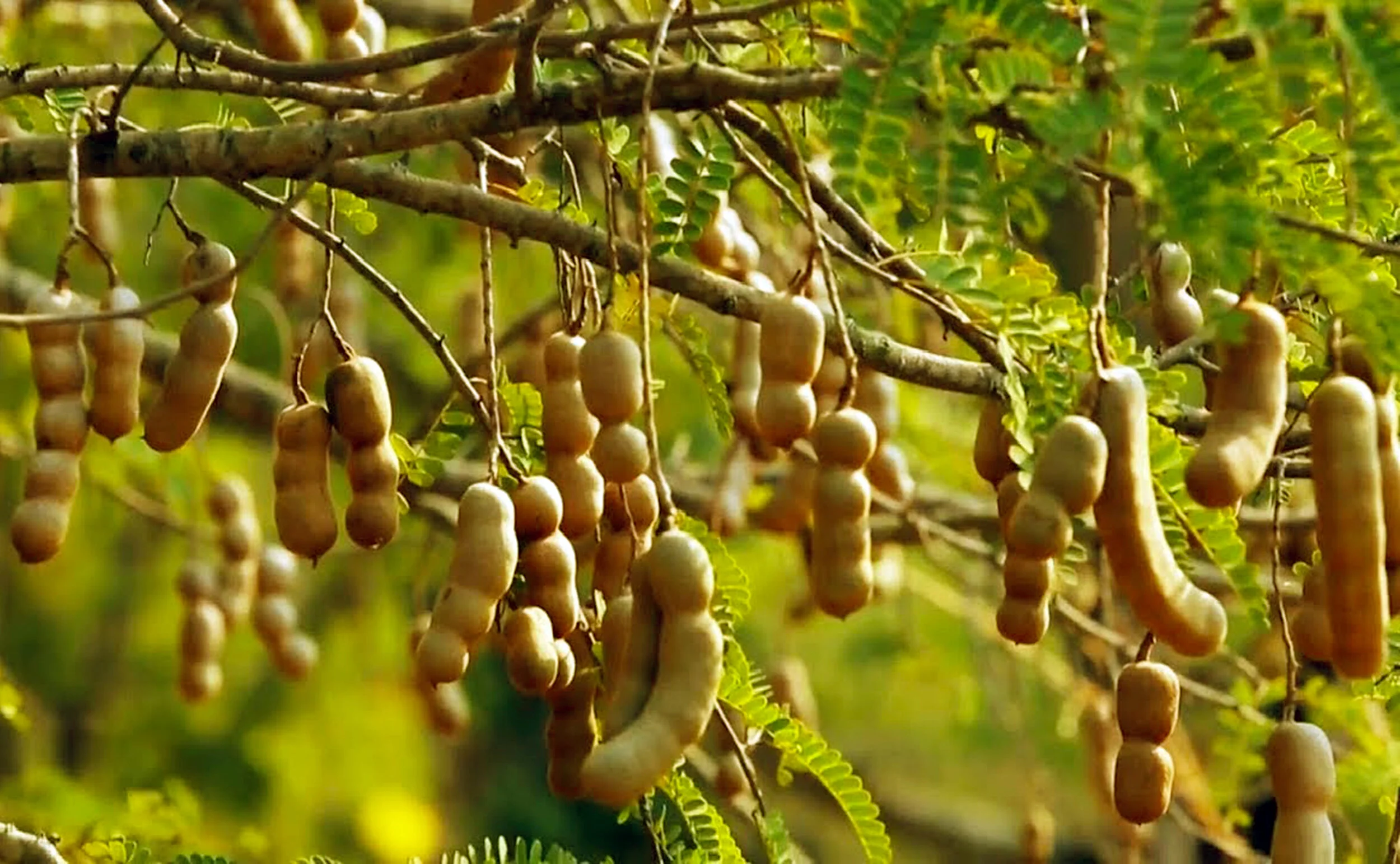 tamarind.jpg