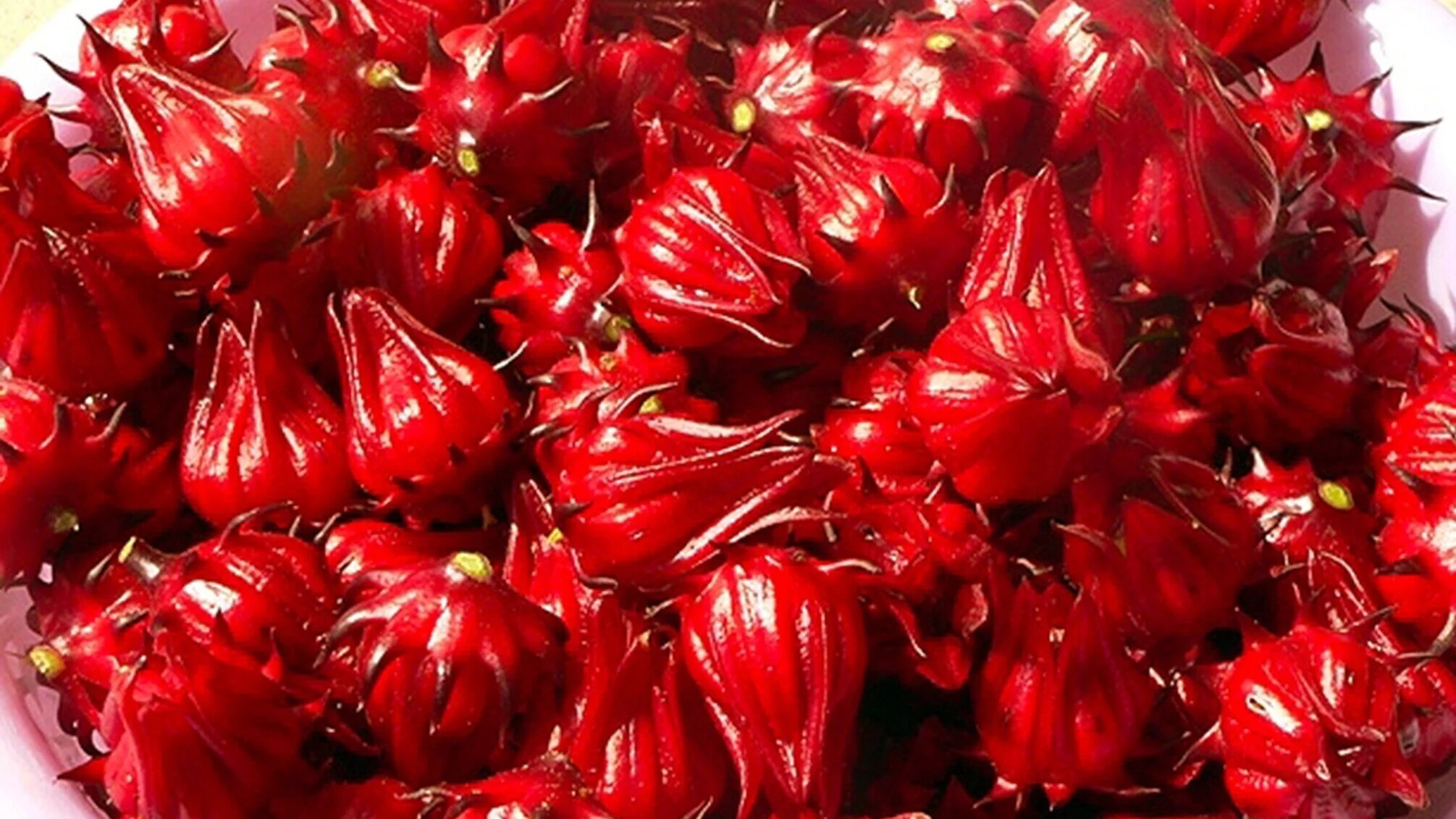 sorrel%2Bflowers.jpg