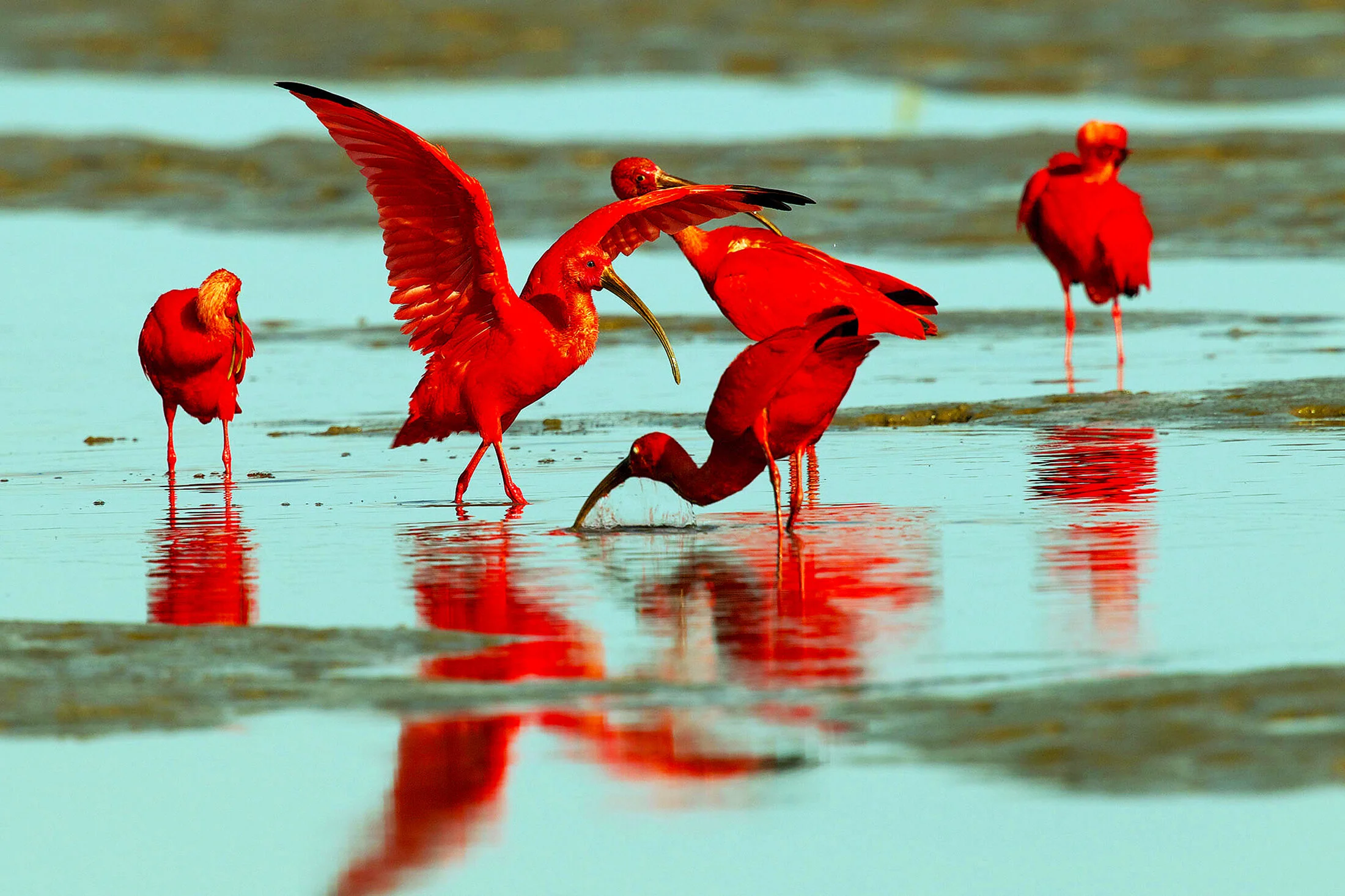 scarlet ibis.jpg