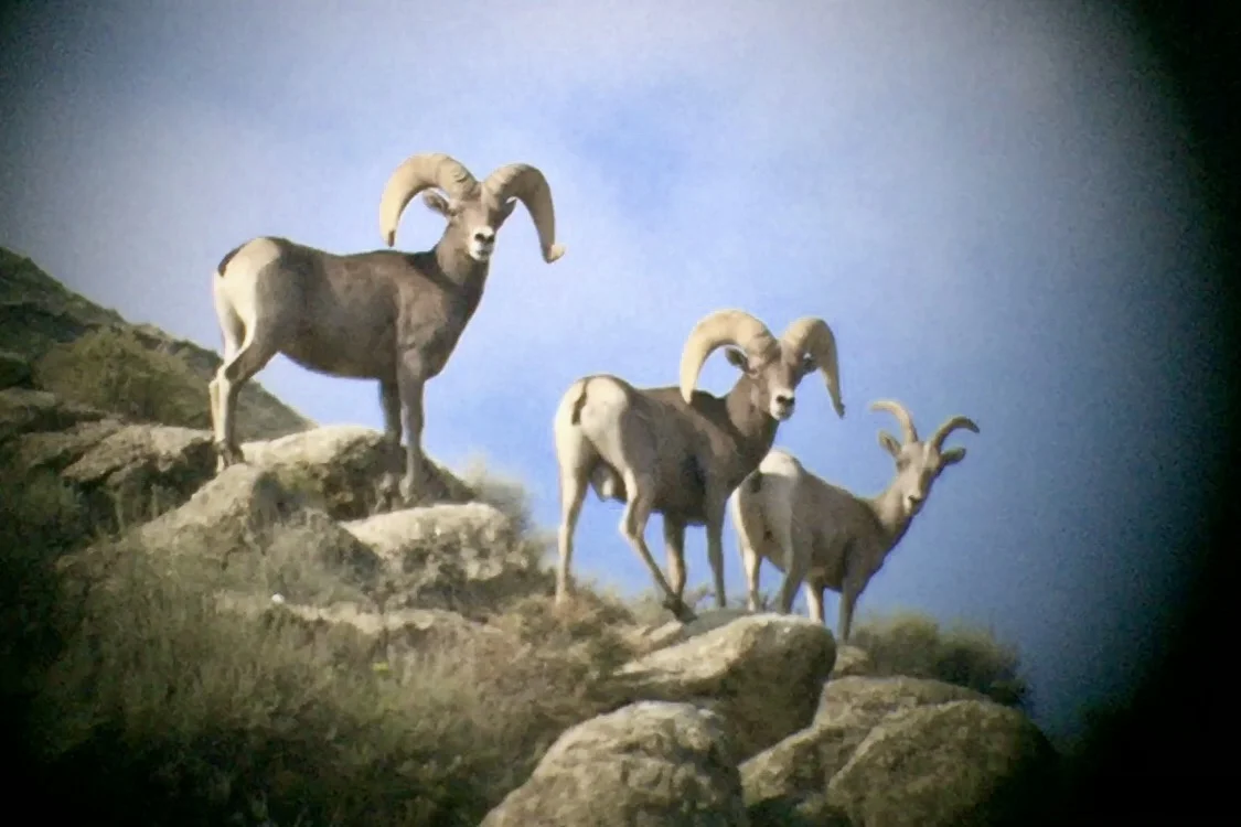 Bighorn Sheep Nevada Hunting Services