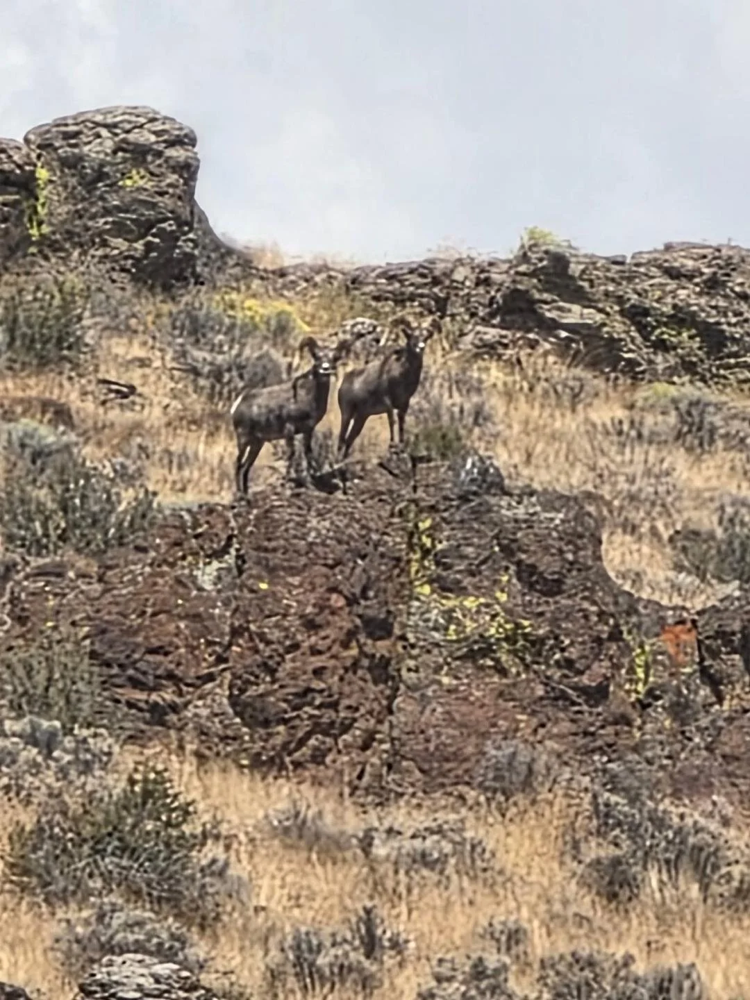 NVHunting_OpeningImage.jpg