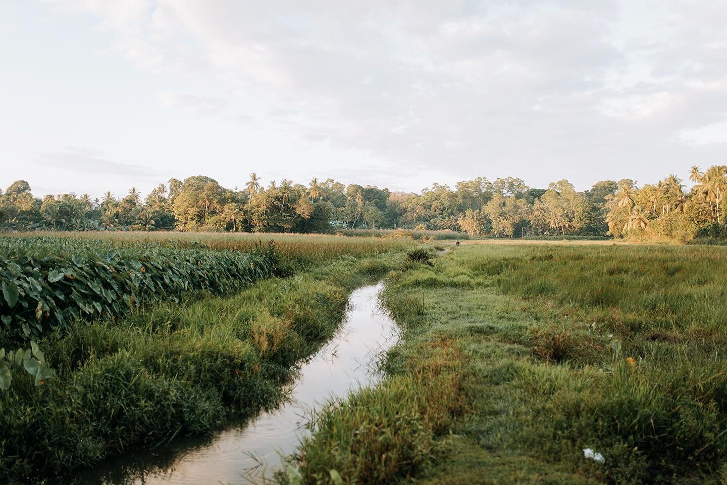 Although we love the ocean sometimes it also feels amazing to immerse ourselves in the amazing green scenery of our island, like in these beautiful ricefields 🌱

Photo by @lucijarosane