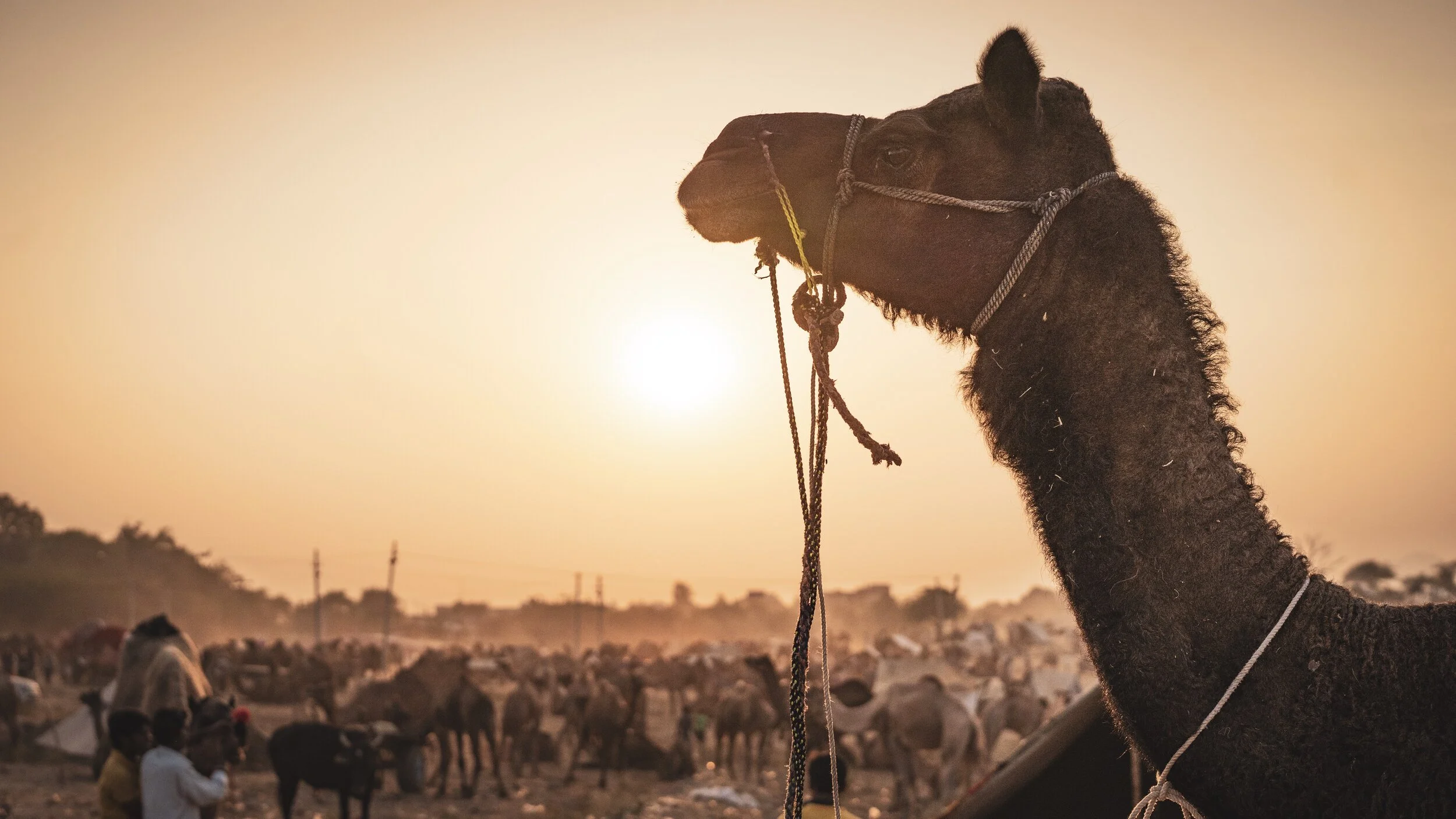 Tribes of Papua New Guinea