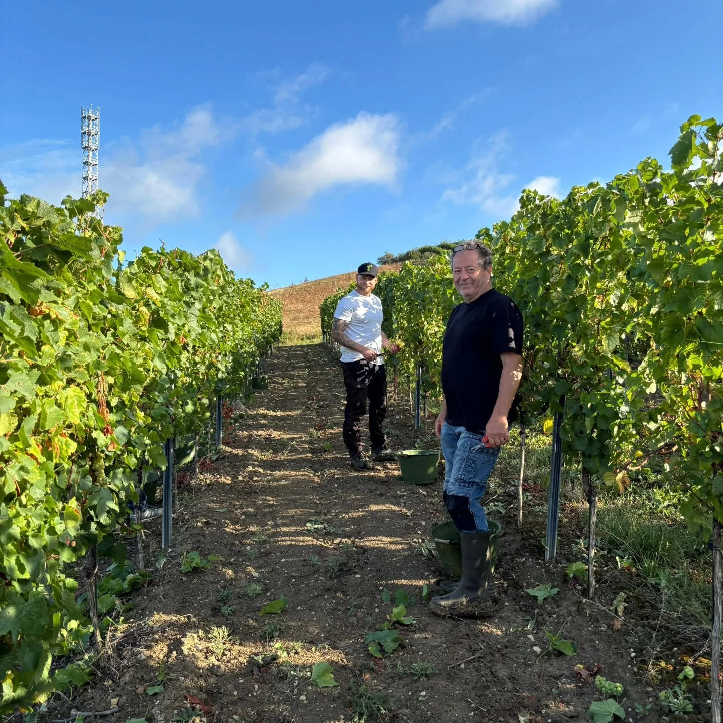 🍇✂️ Startschuss zur Weinlese ✂️🍇
Gestern haben wir die ersten Trauben des neuen Jahrgangs gelesen – Chardonnay und Weißburgunder für ein ganz besonderes Projekt. 🍷✨
Was genau daraus entsteht? Das bleibt noch unser Geheimnis &nda