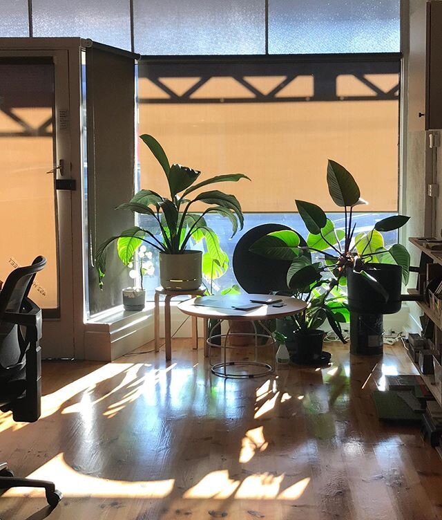 Our quiet office. The plants are happy in their prime spot collecting afternoon rays. Table by Dowel Jones