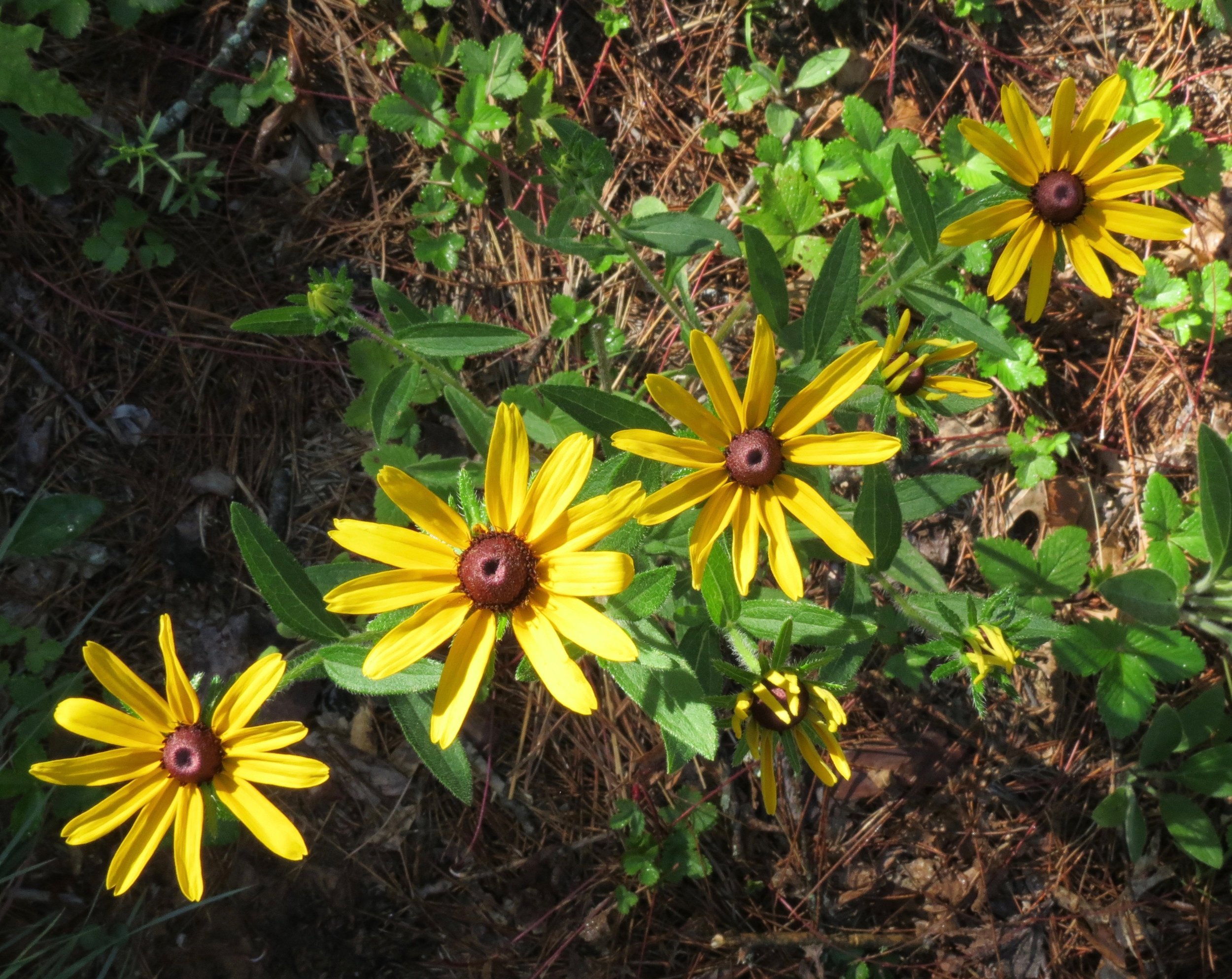black-eyed susans horiz.jpg