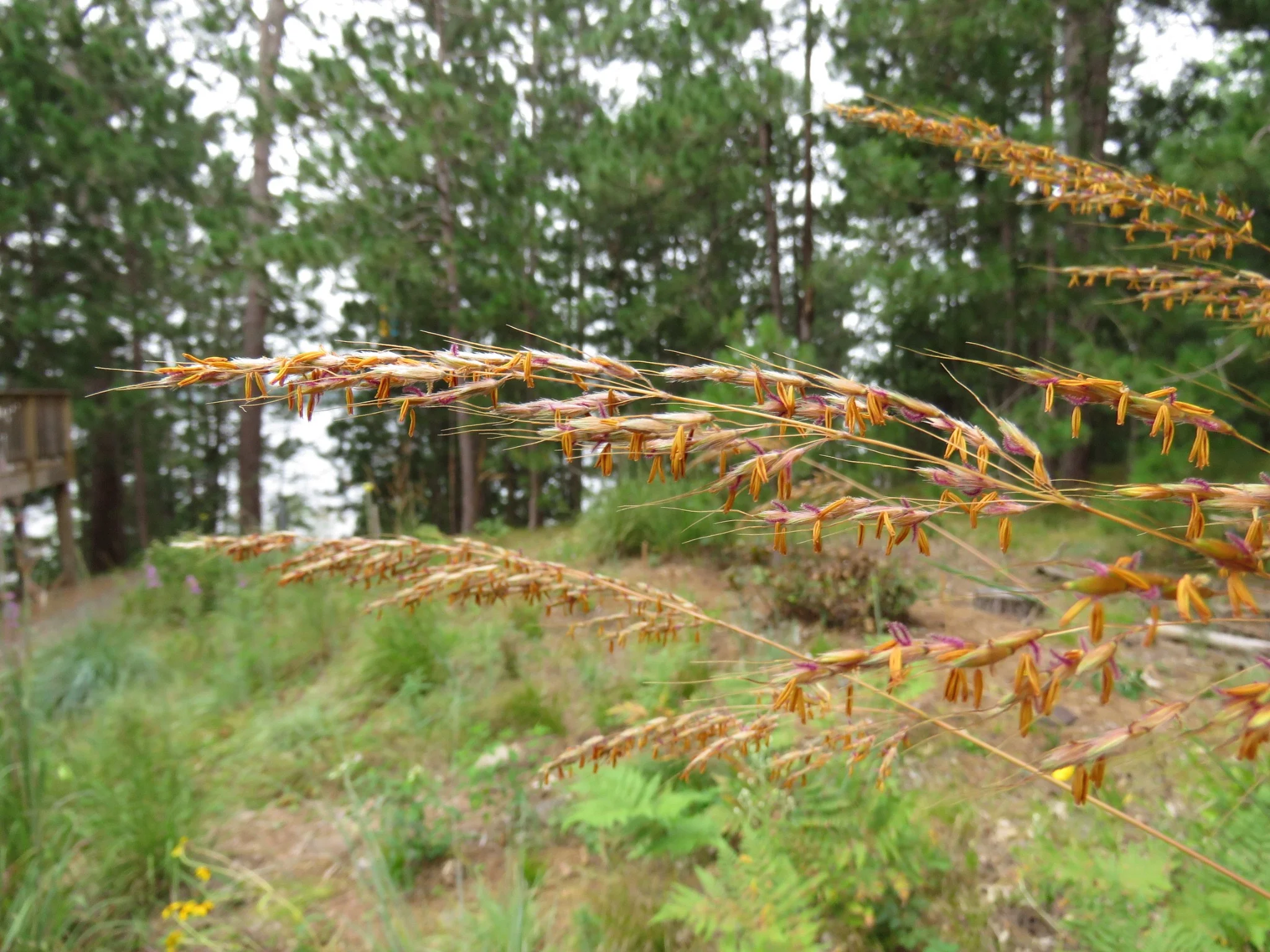 indian grass 2018 2.jpg