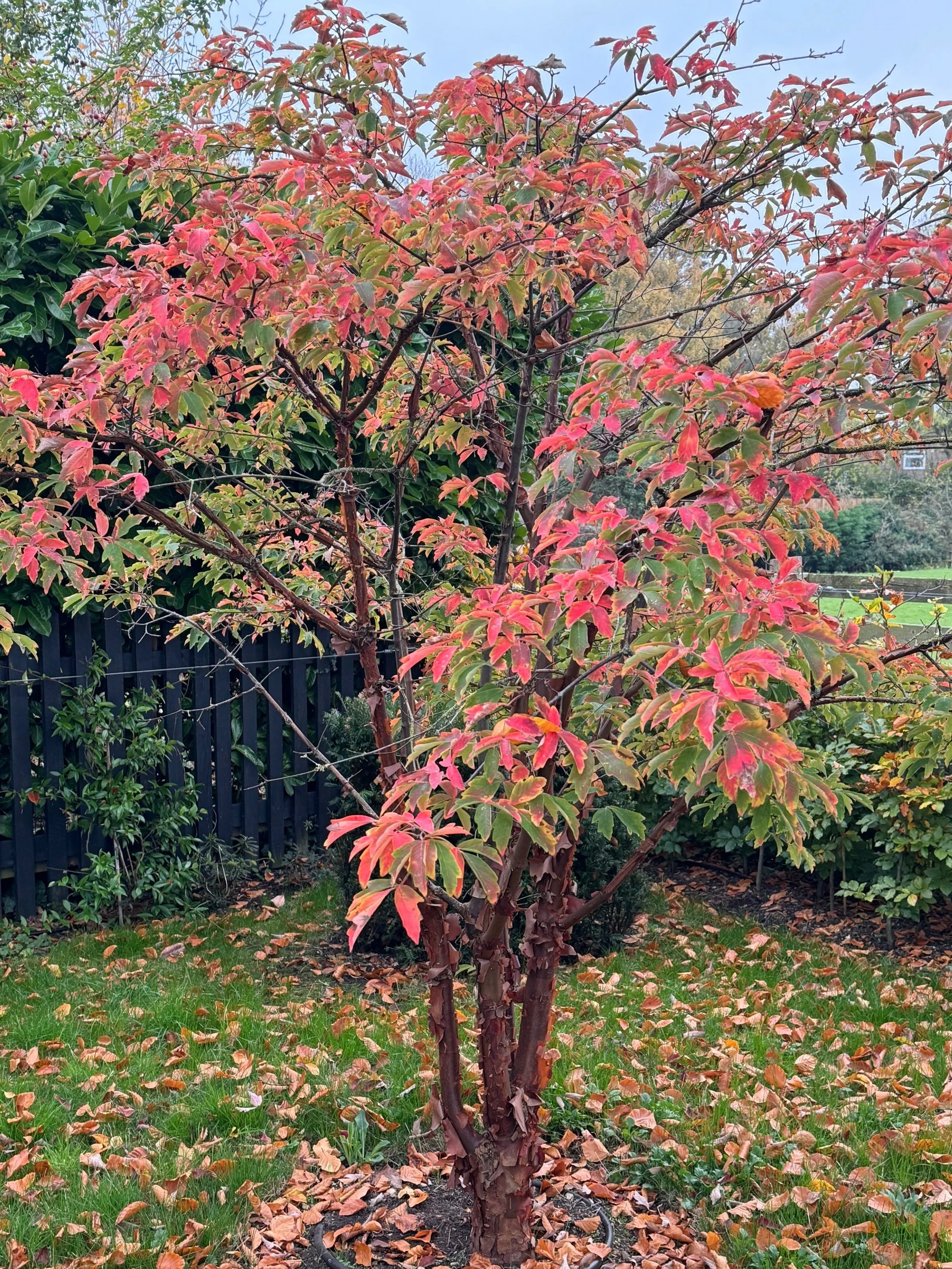 Autumn and Winter Show Stoppers