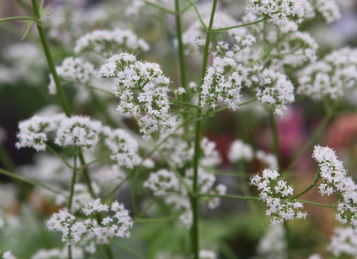 Valeriana .png