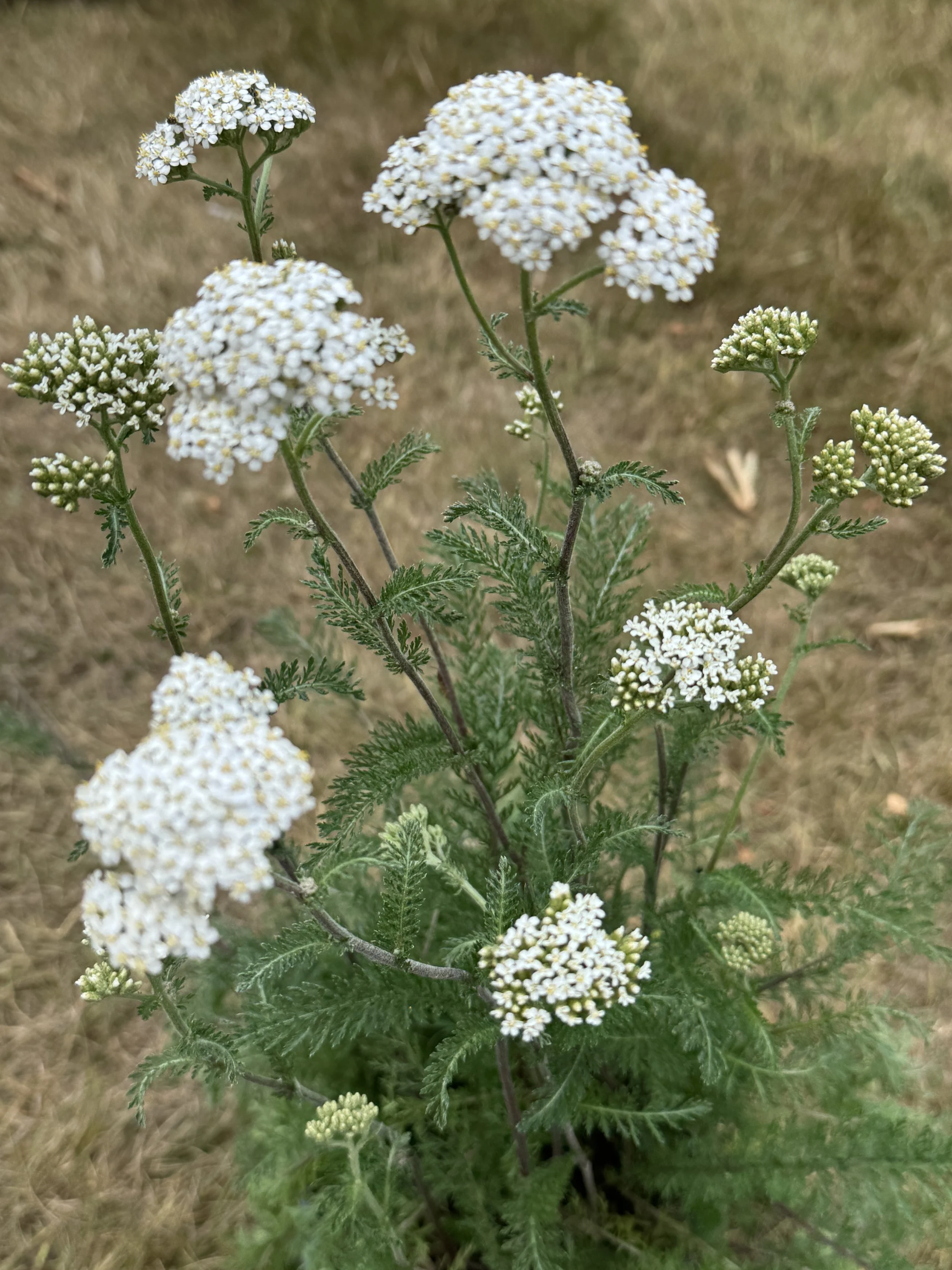 Achillea.JPG