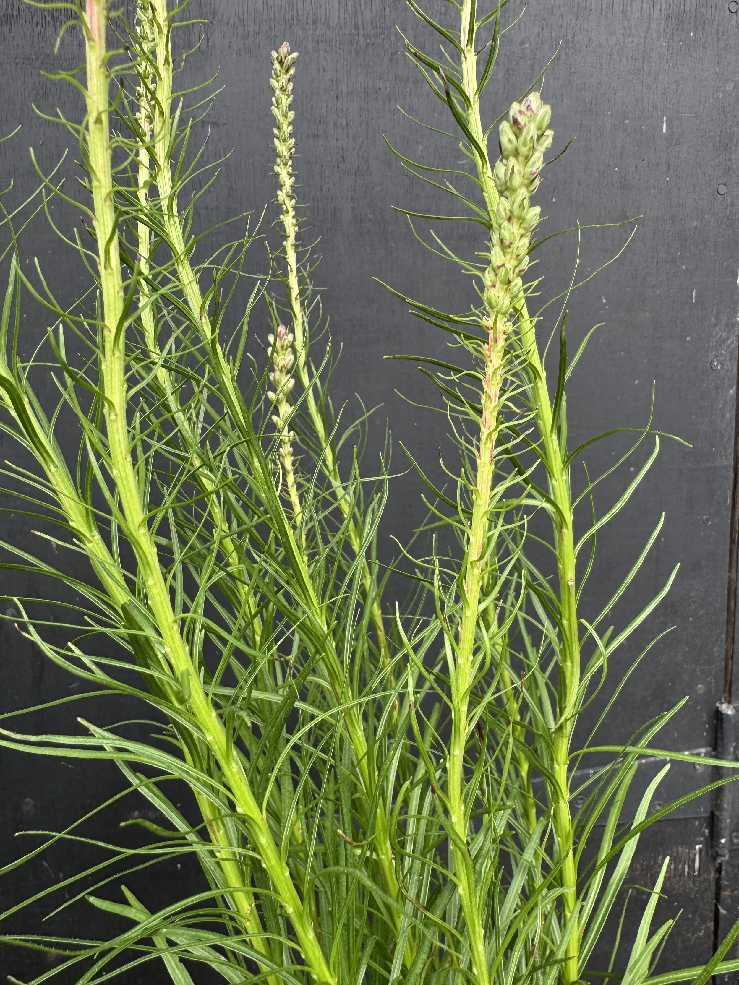 Liatris.JPG