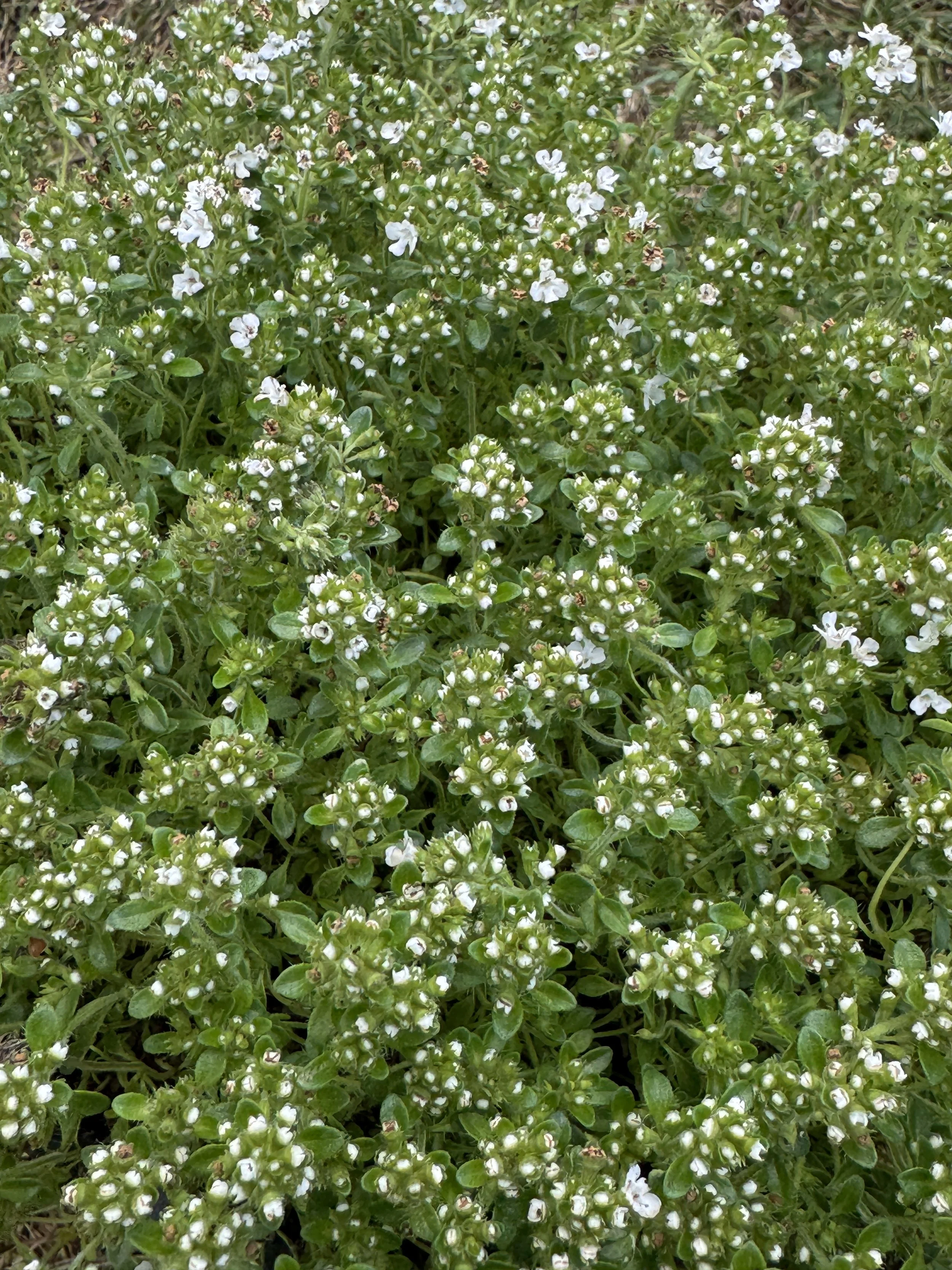 Thymus.JPG