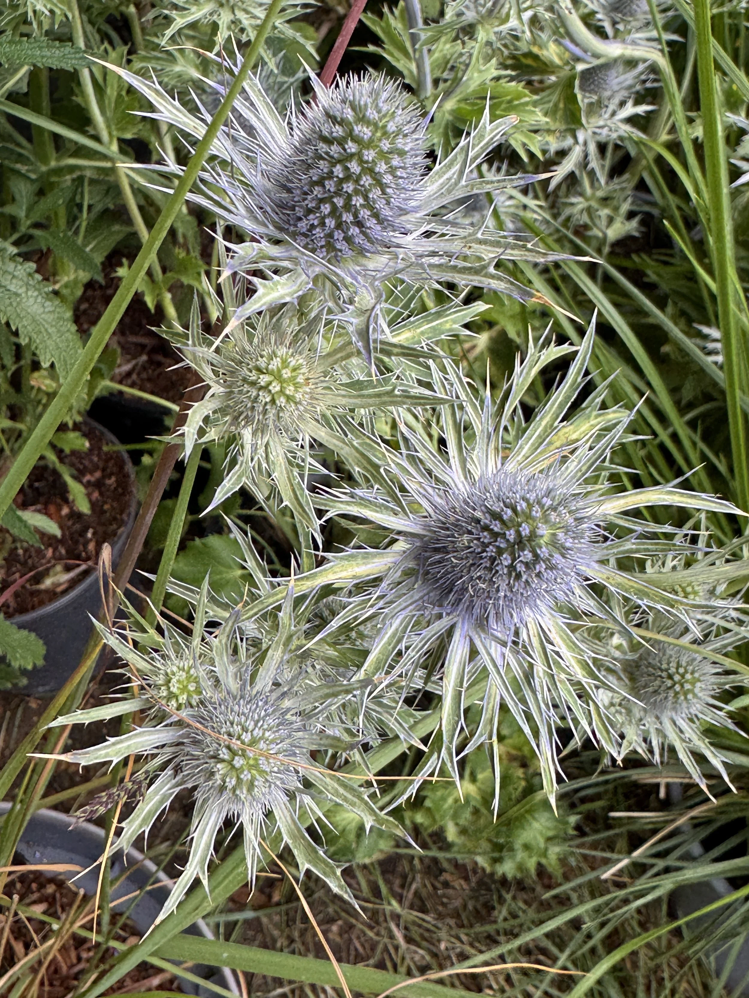 Eryngium.JPG