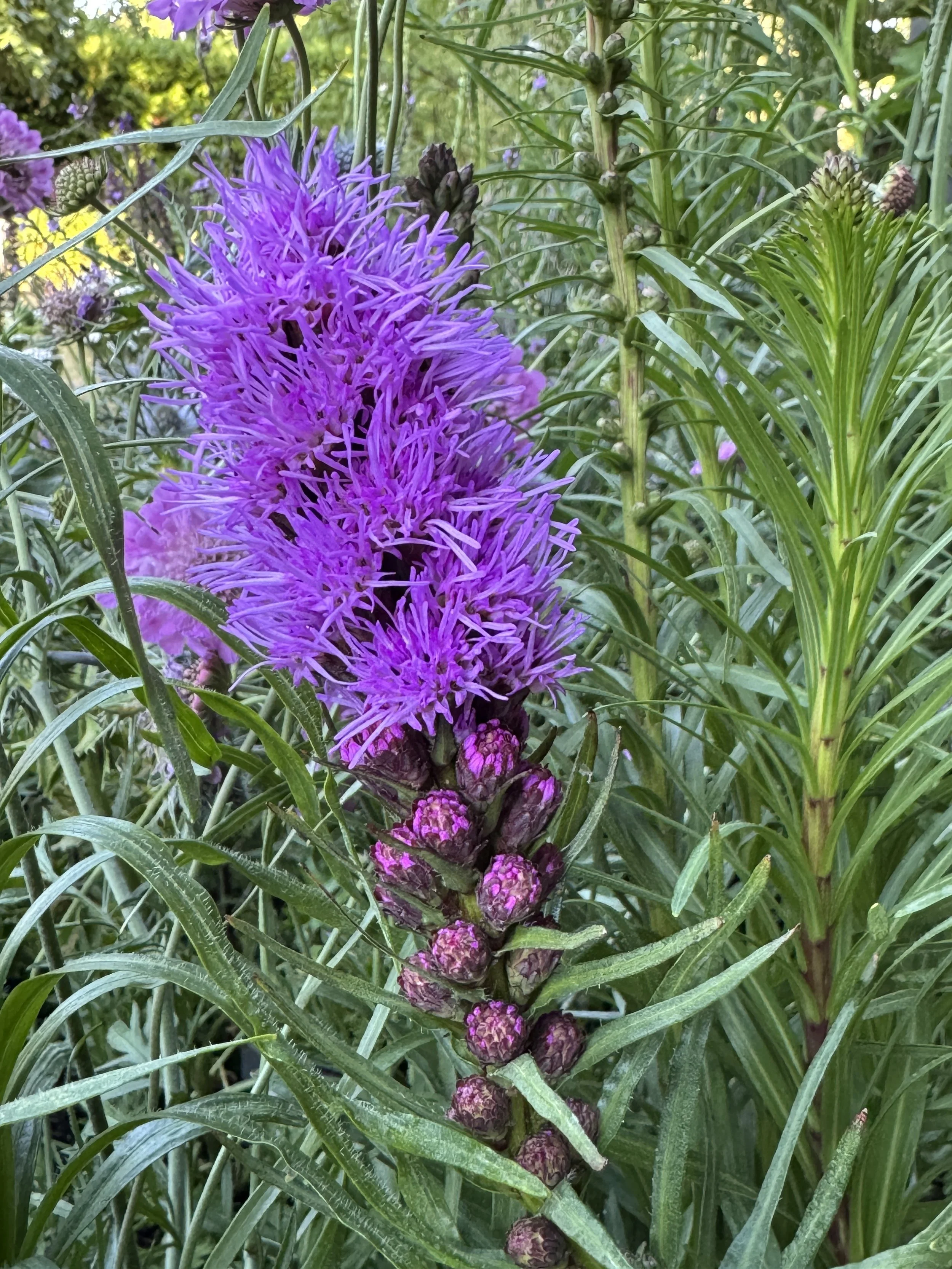 IMG_6094.jpeg