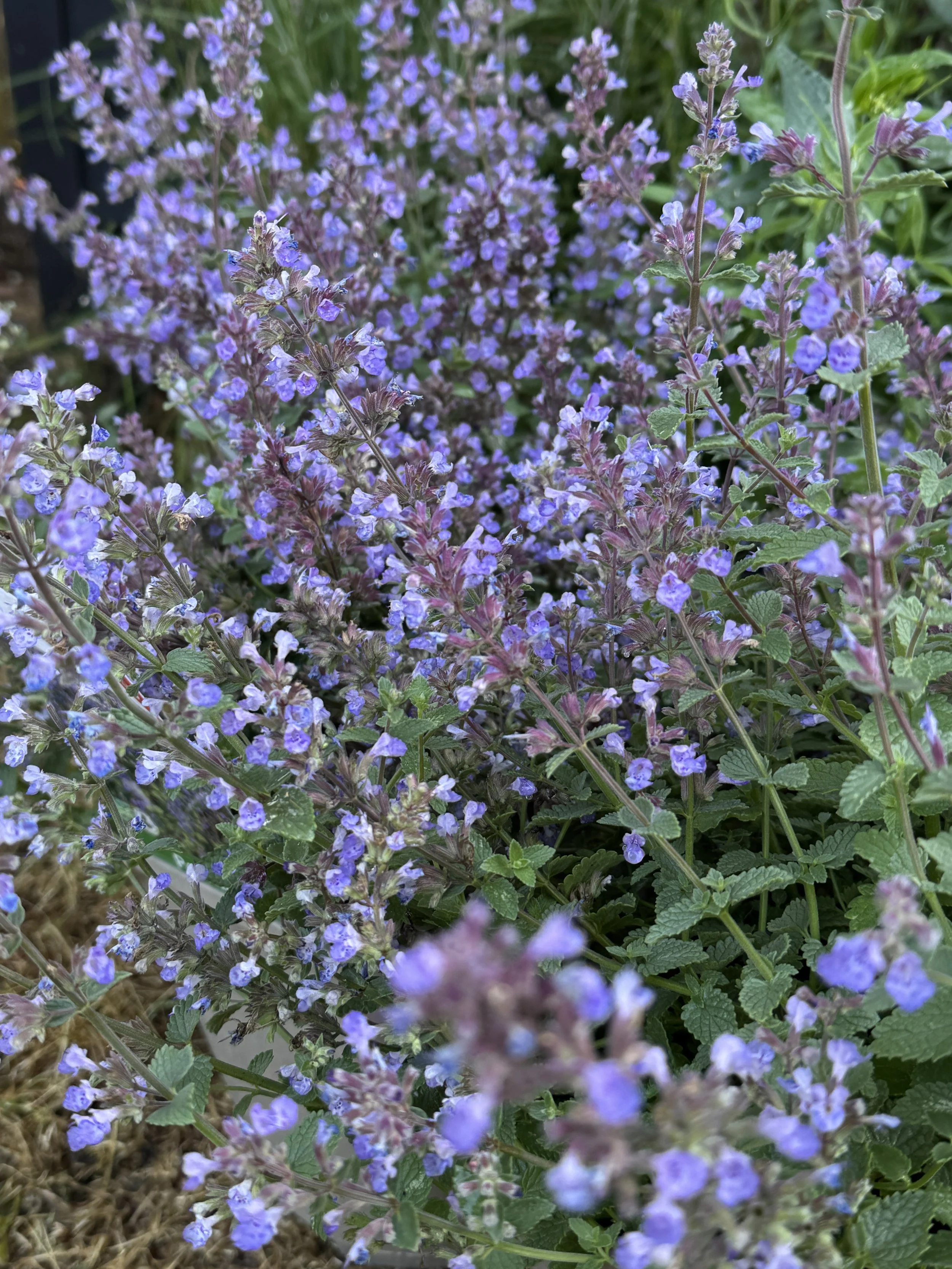 IMG_6102.jpeg