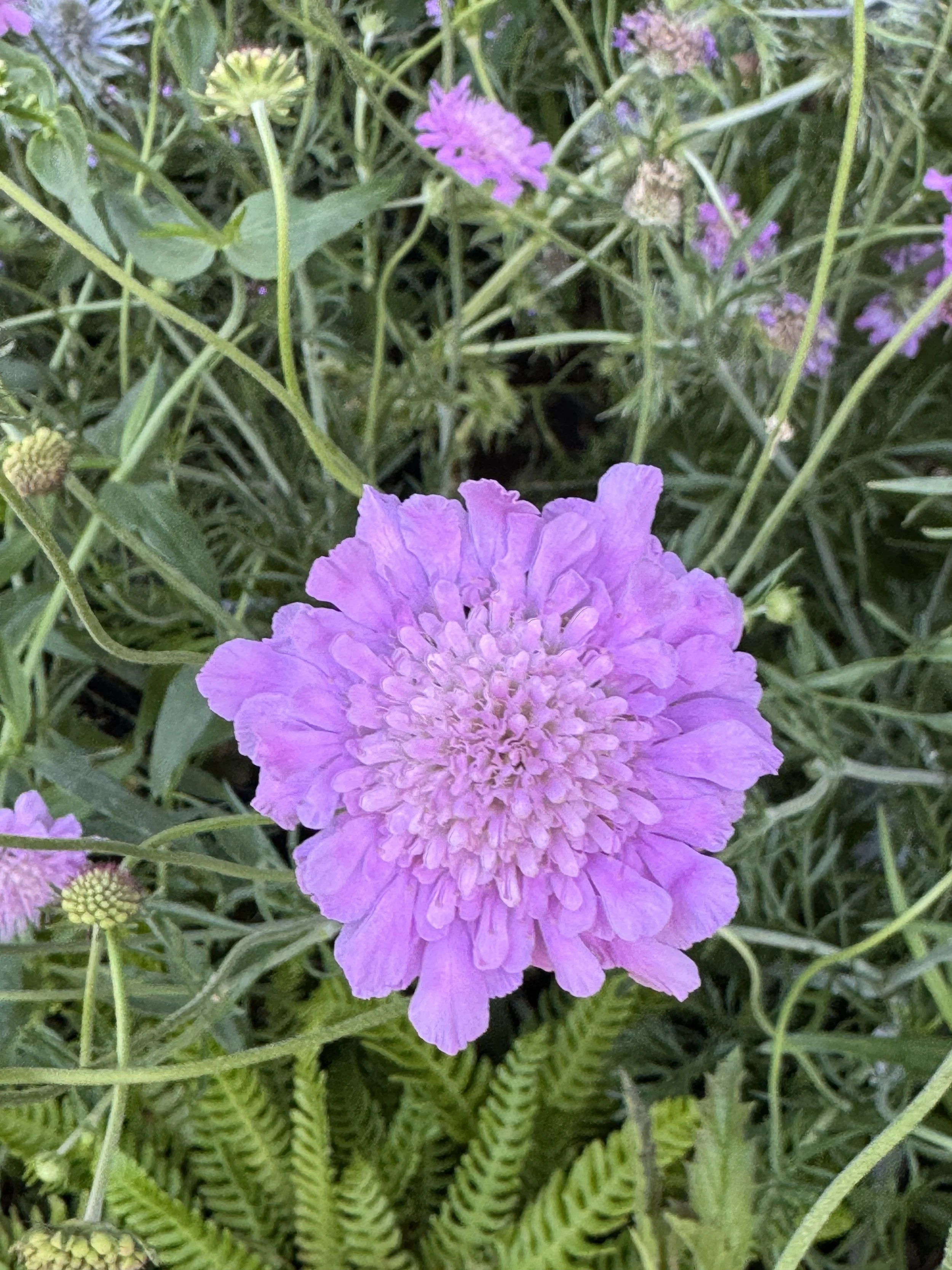 IMG_6091.jpeg