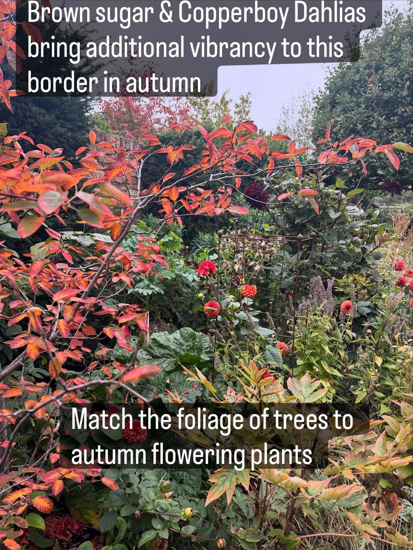 Looking at the tree’s display in autumn and matching some of the later flowering plants to those leaves adds a continuation of colour to the border later in the year. There is still lots going on here. The tree is the forever used and forever r
