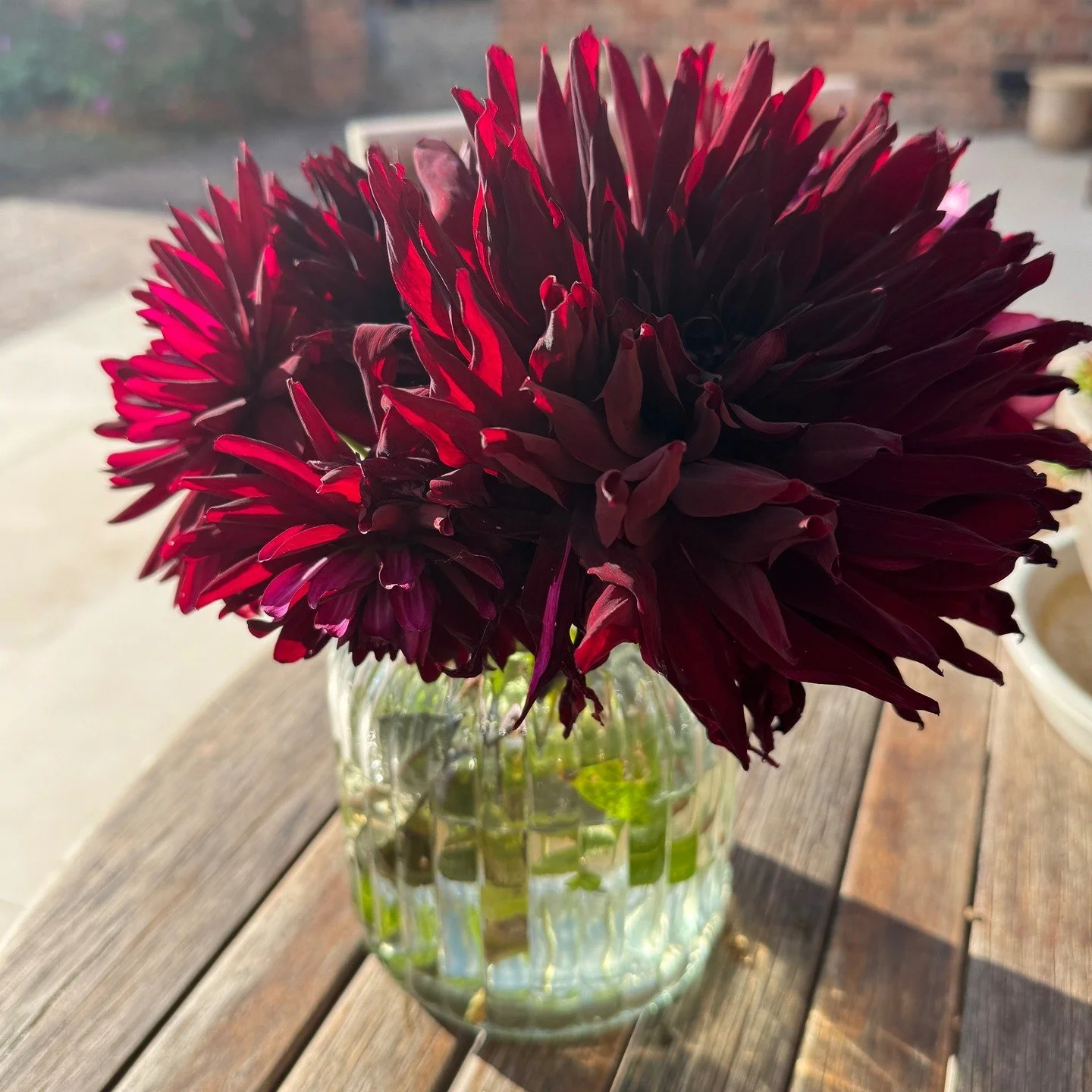 Beautiful Dahlia 'Black Jack' either on the table or in the border. A simply stunning Dahlia, with massive flower heads of deep red wine colour. Love it. I purchased Black Jack, Chat Noir, Dark Spirit, Copperboy and Brown Sugar. They are all beautifu