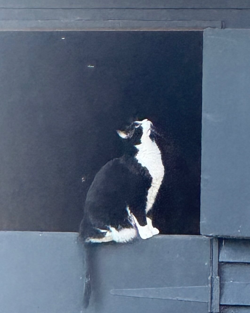 Black &amp; White. #blackandwhitecats #catsofinstagram #catoftheday