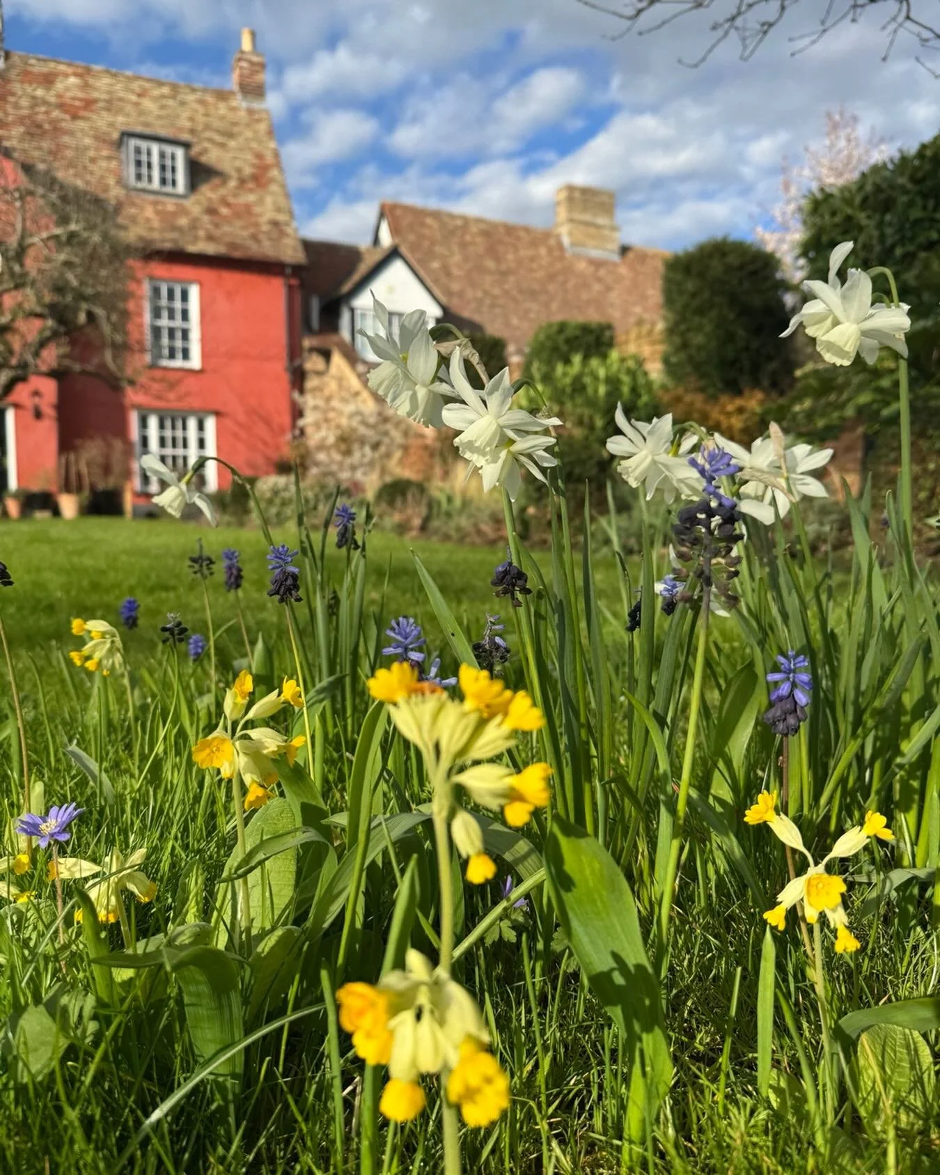 Narcissi Thalia, cowslips and Muscari Latifolium. C&rsquo;est tout. #spring bulbs #keepingitsimple #springcolours🌸