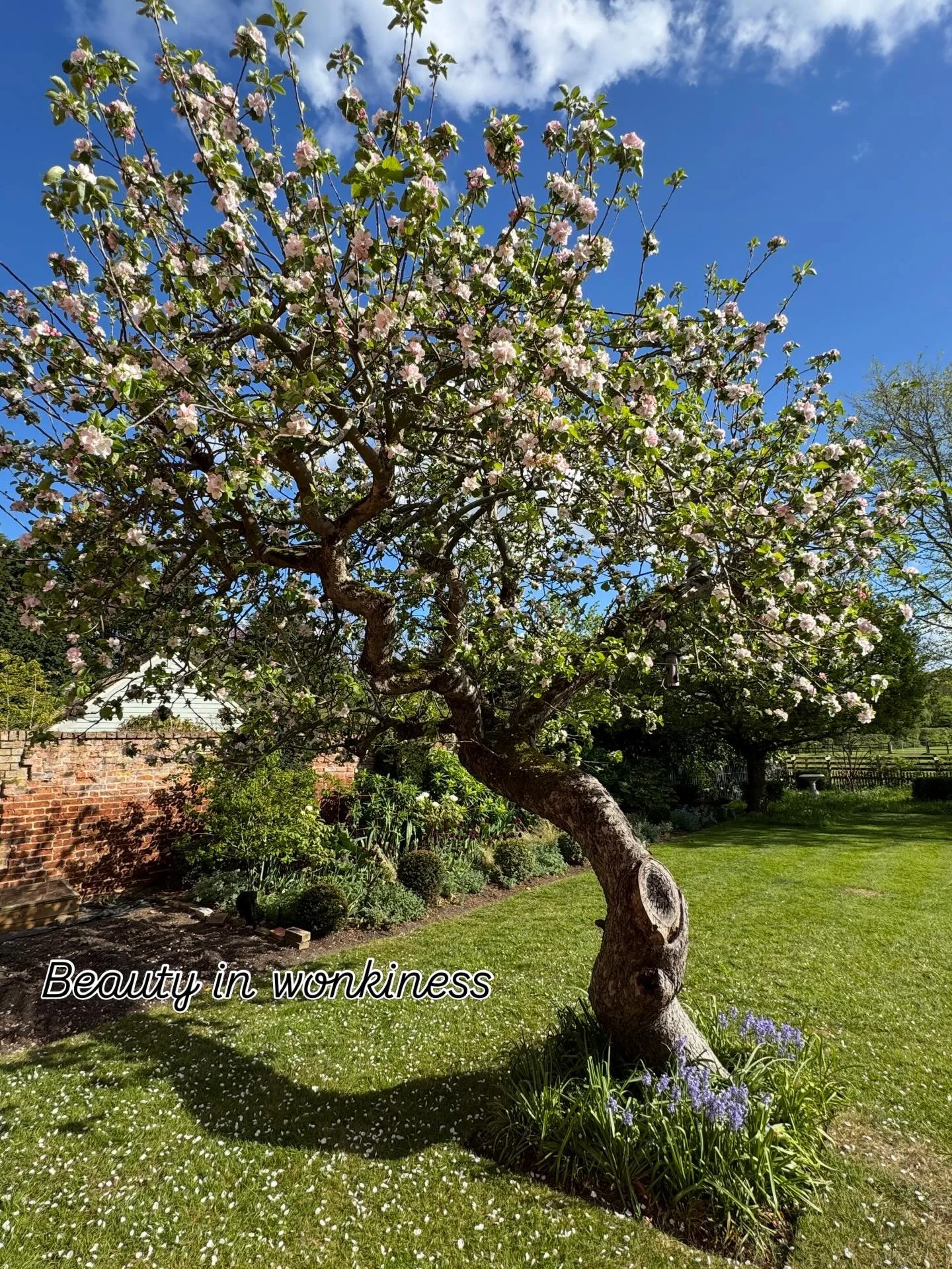 I love the shape this Bramley has grown into. Unfortunately previous owners have severed a limb off but this Bramley is still going strong and has so much character. I just love it. #blossomseason #bramley #bramleyapples #charactertrees #beautyinnatu