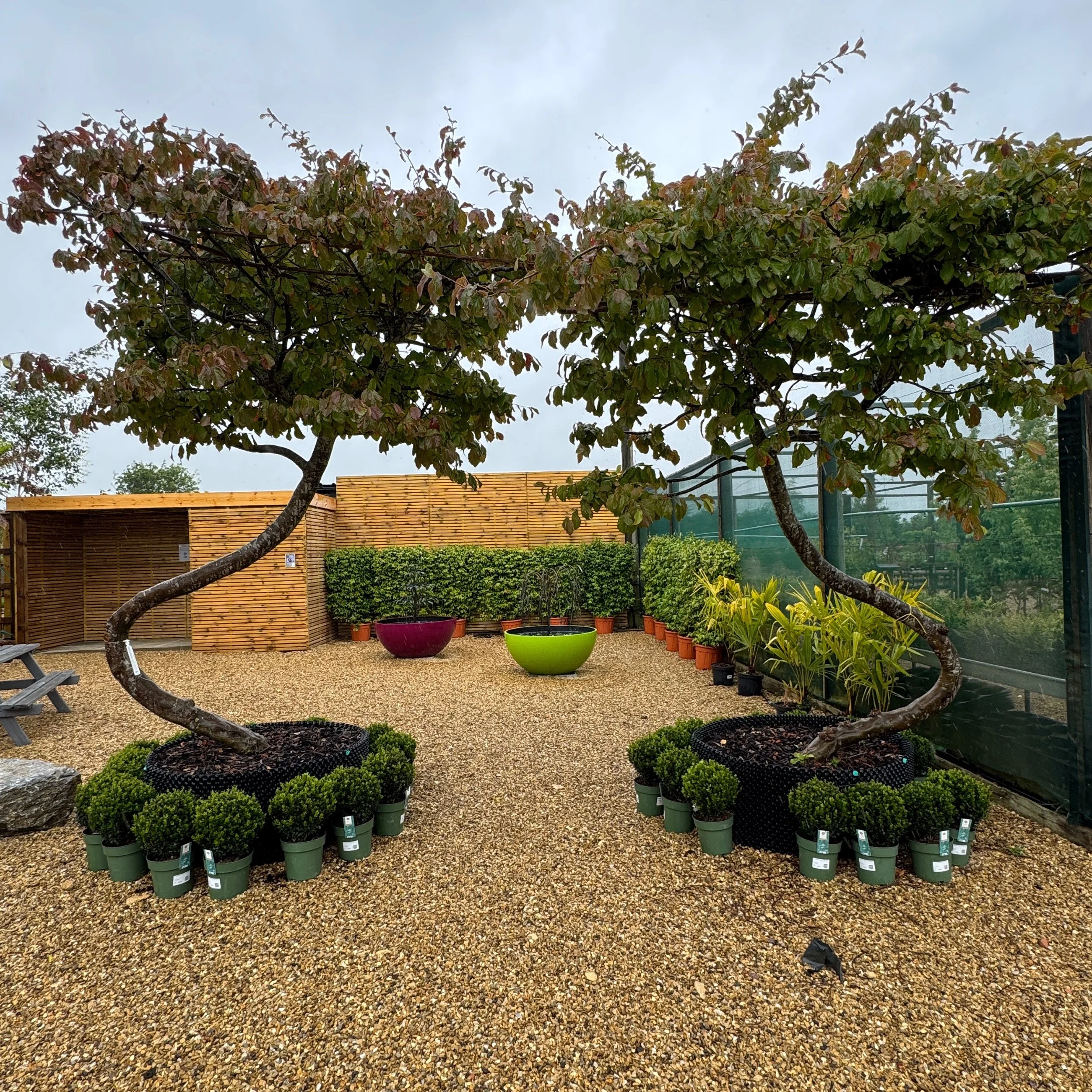 Swing Trees - yes this is a thing. A visit to Tandee &amp; Van Den Berk @tandee_nursery this morning to see how they are working together and meet @mattbettison from @arbourlandsol to check out some new &amp; exciting hard landscaping samples. I saw 