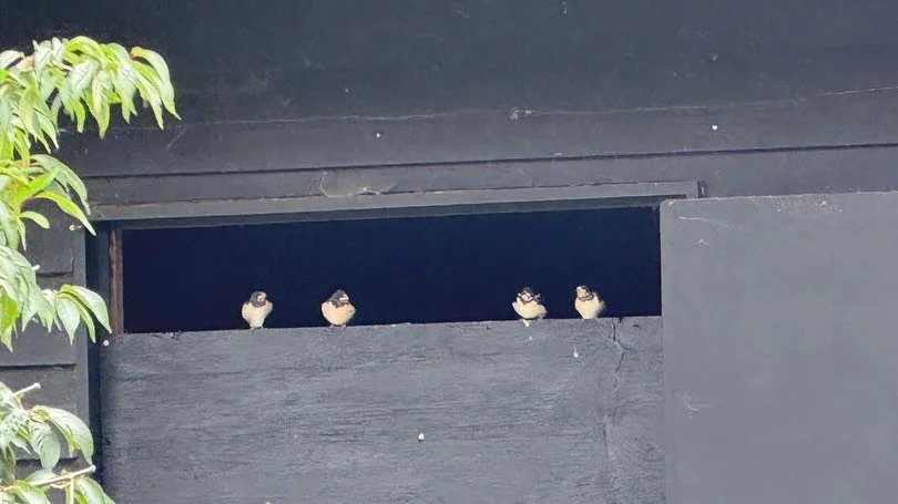 4 baby swallows waiting to test their wings. So very lucky to have them with us for the summer again. What a sight to see them all in a row like this. (Hard to get without frightening them off!) #swallows #barnswallow #barnswallows