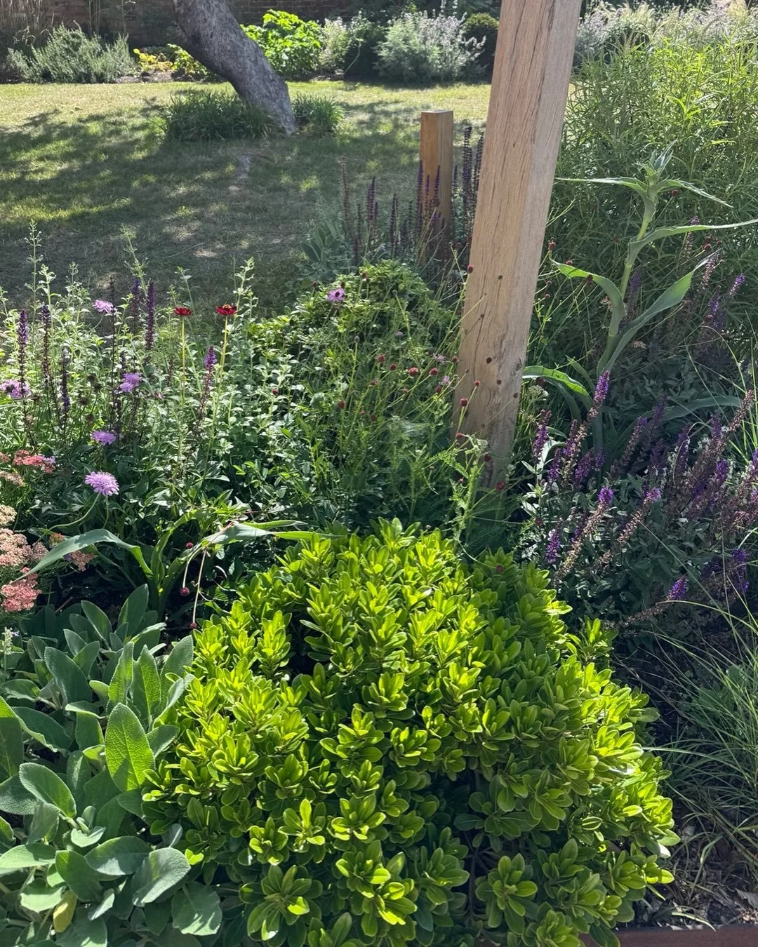 Just some of the plants that are making this border shine. Creating a relaxed and calm space. Different textures, leaf shapes and forms. Planted in spring and already having an impact. #plantingdesign #plantcombination #pollinatorgarden