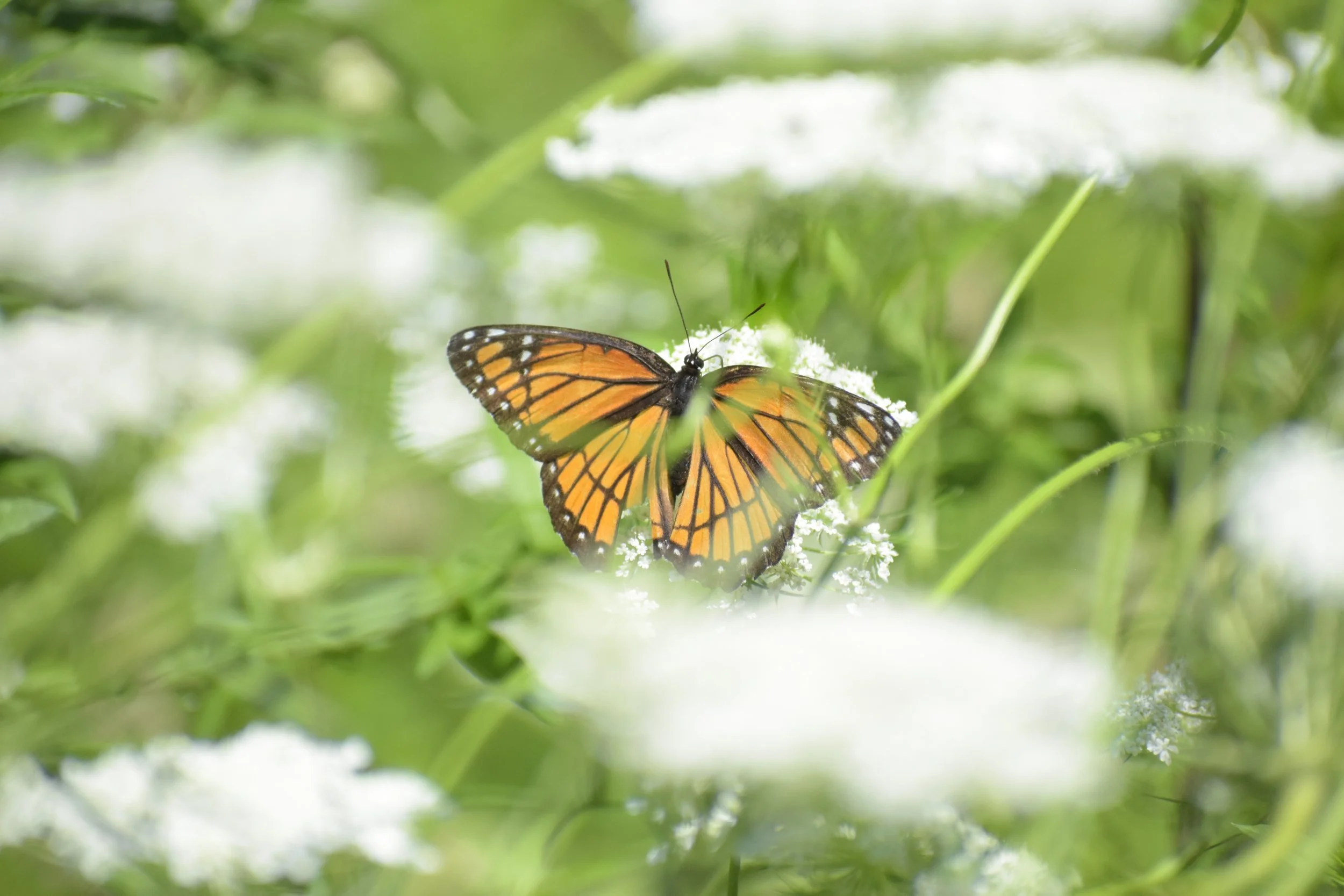 Photo of a monarch butterfly glimpsed through some blurry foliage