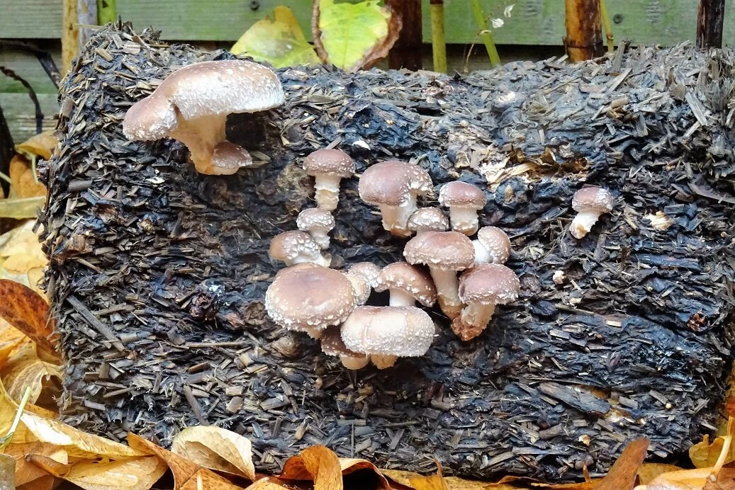shiitake.jpg