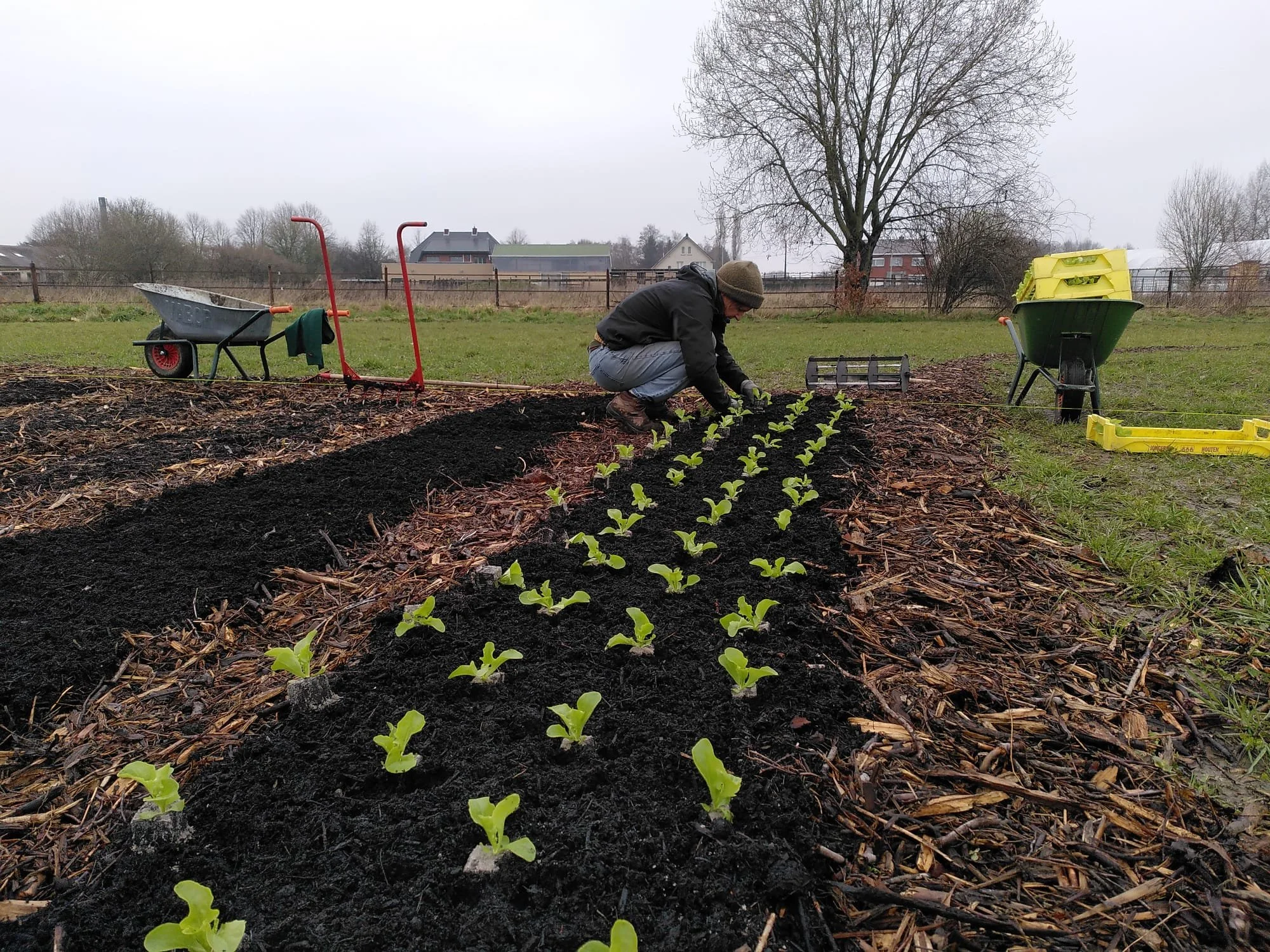 Ophaalmoment groenten Grassroots klimaatboerderij