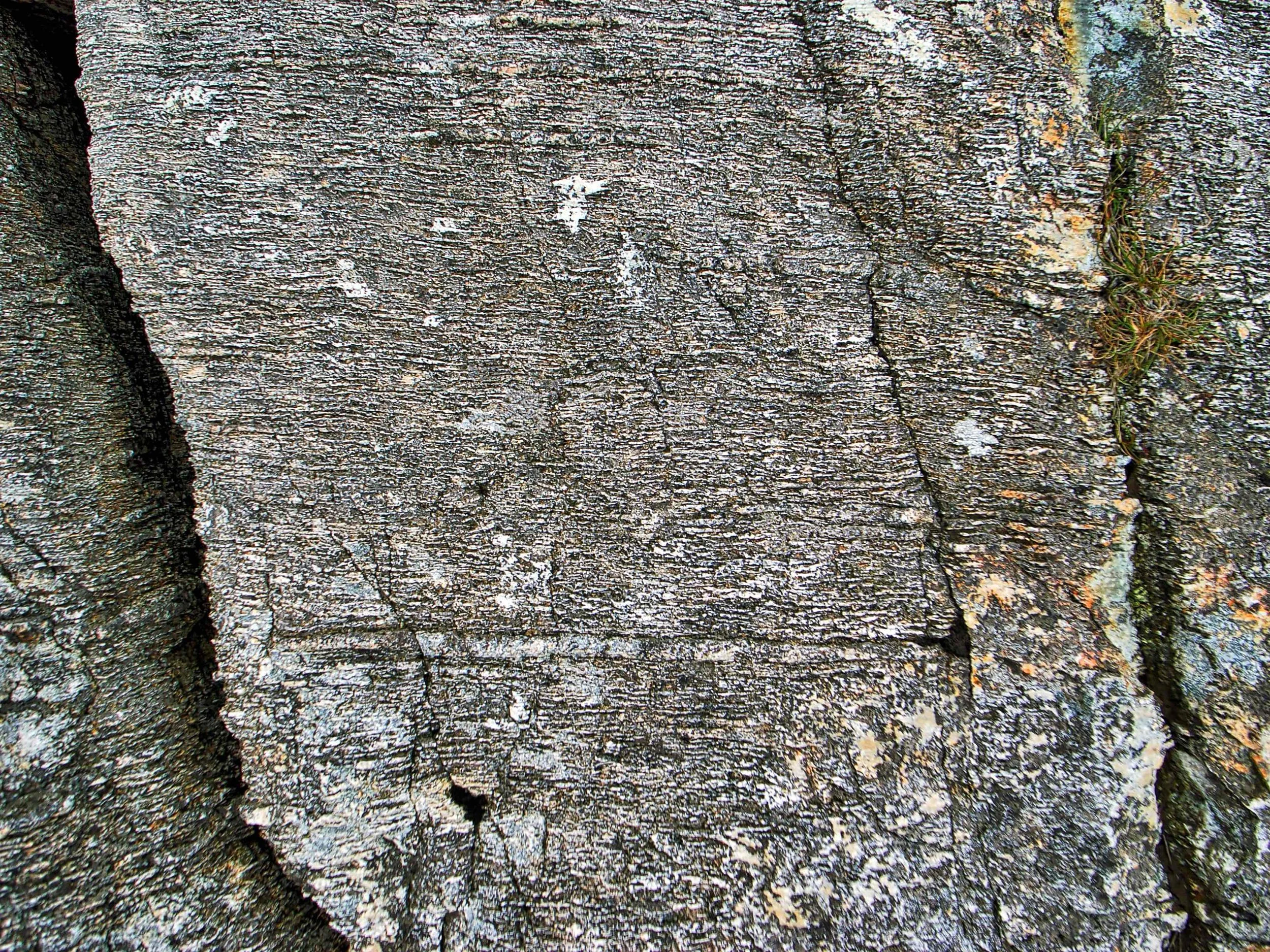 ‘Brachiopod’ fossils that lived below sea level some 450 million years ago and were later pushed up over 1,000 metres above sea level when theSnowdonia mountains were built. Photo © Paul Gannon