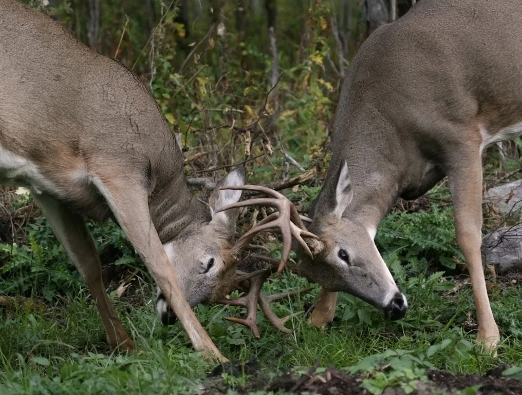 cwd_faq_12-18-18-1.jpg