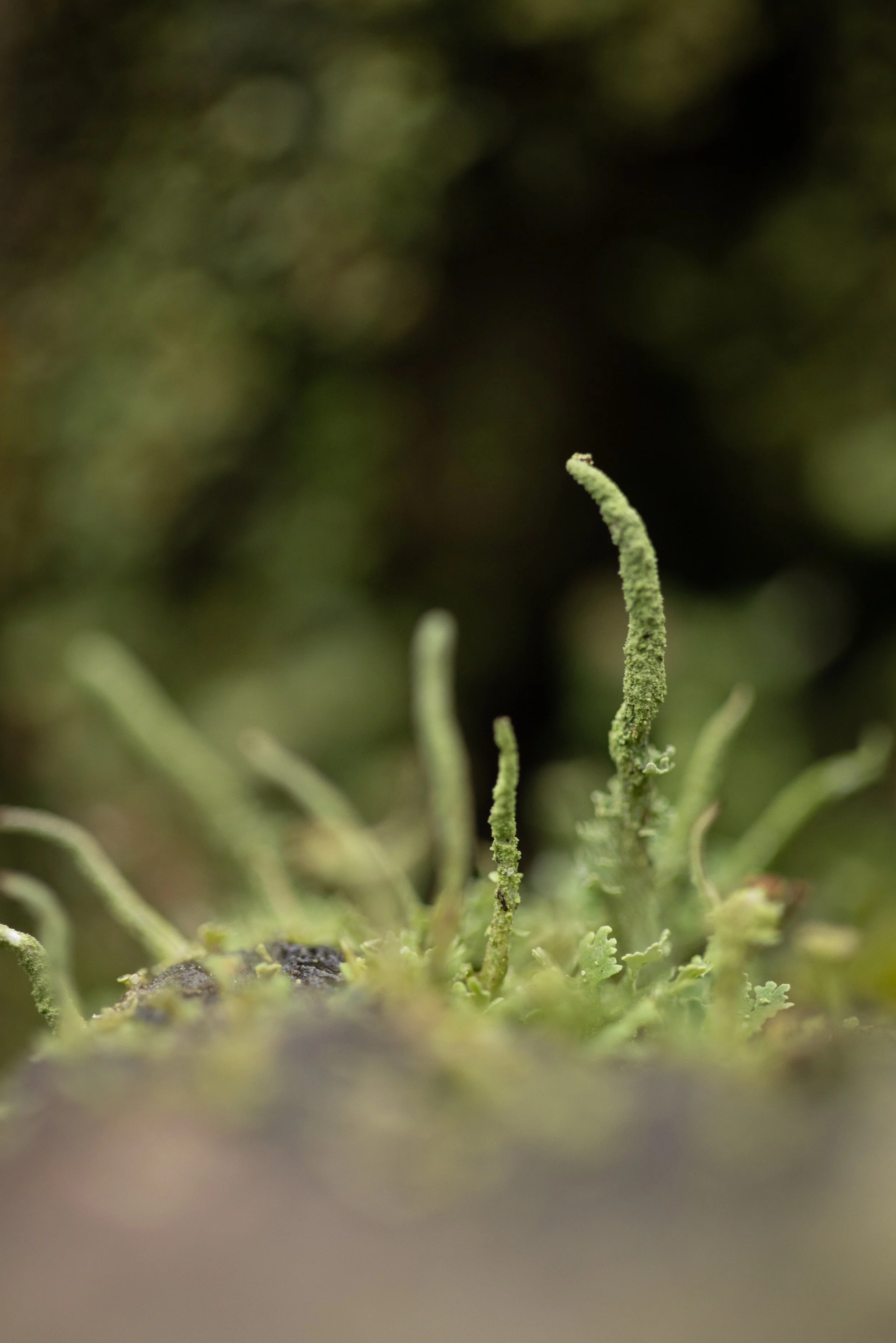 Crymlyn Bog-08.jpg