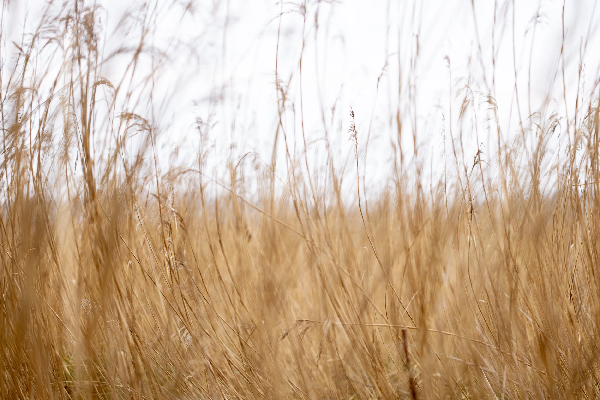 Crymlyn Bog-21.jpg