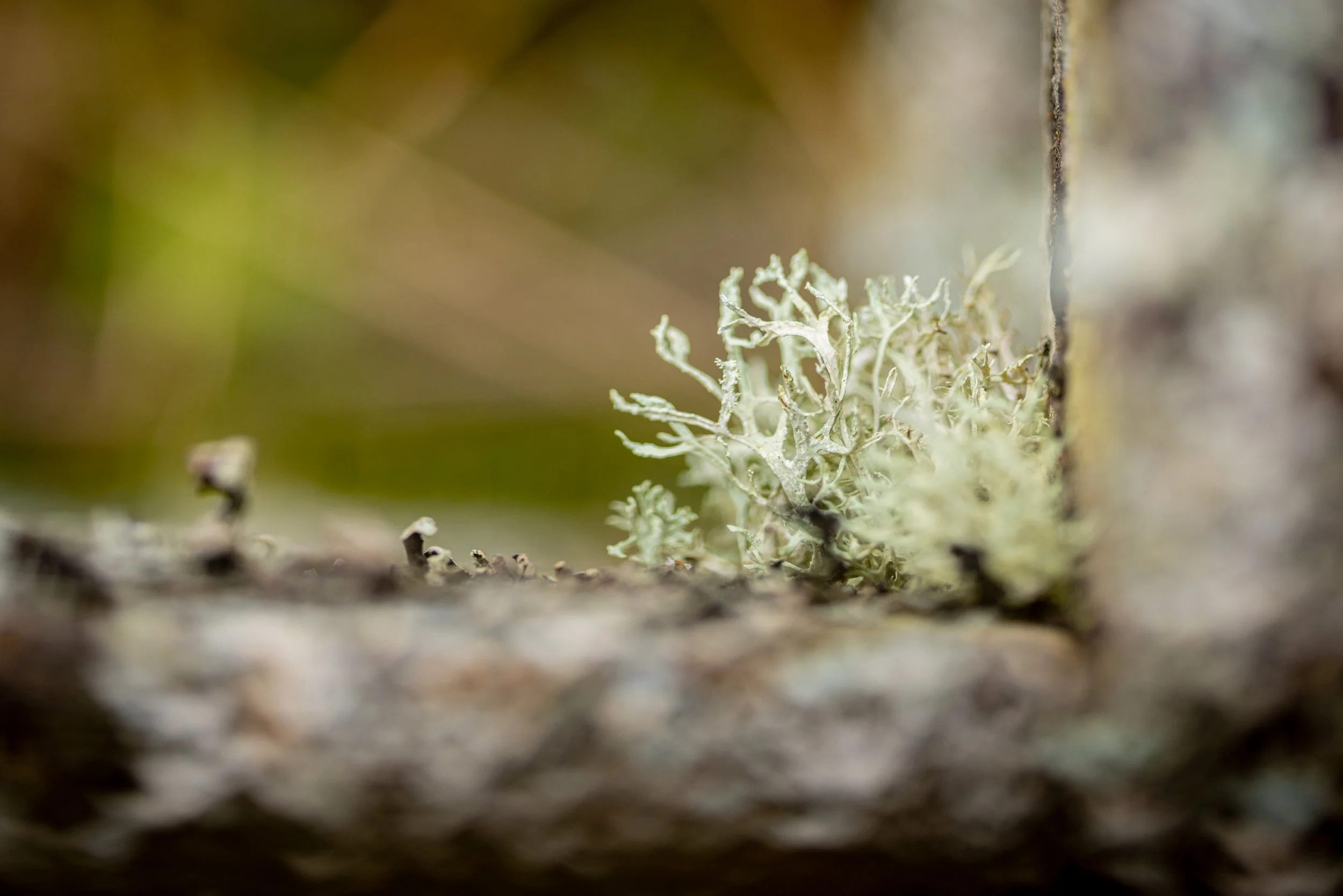 Crymlyn Bog-31.jpg