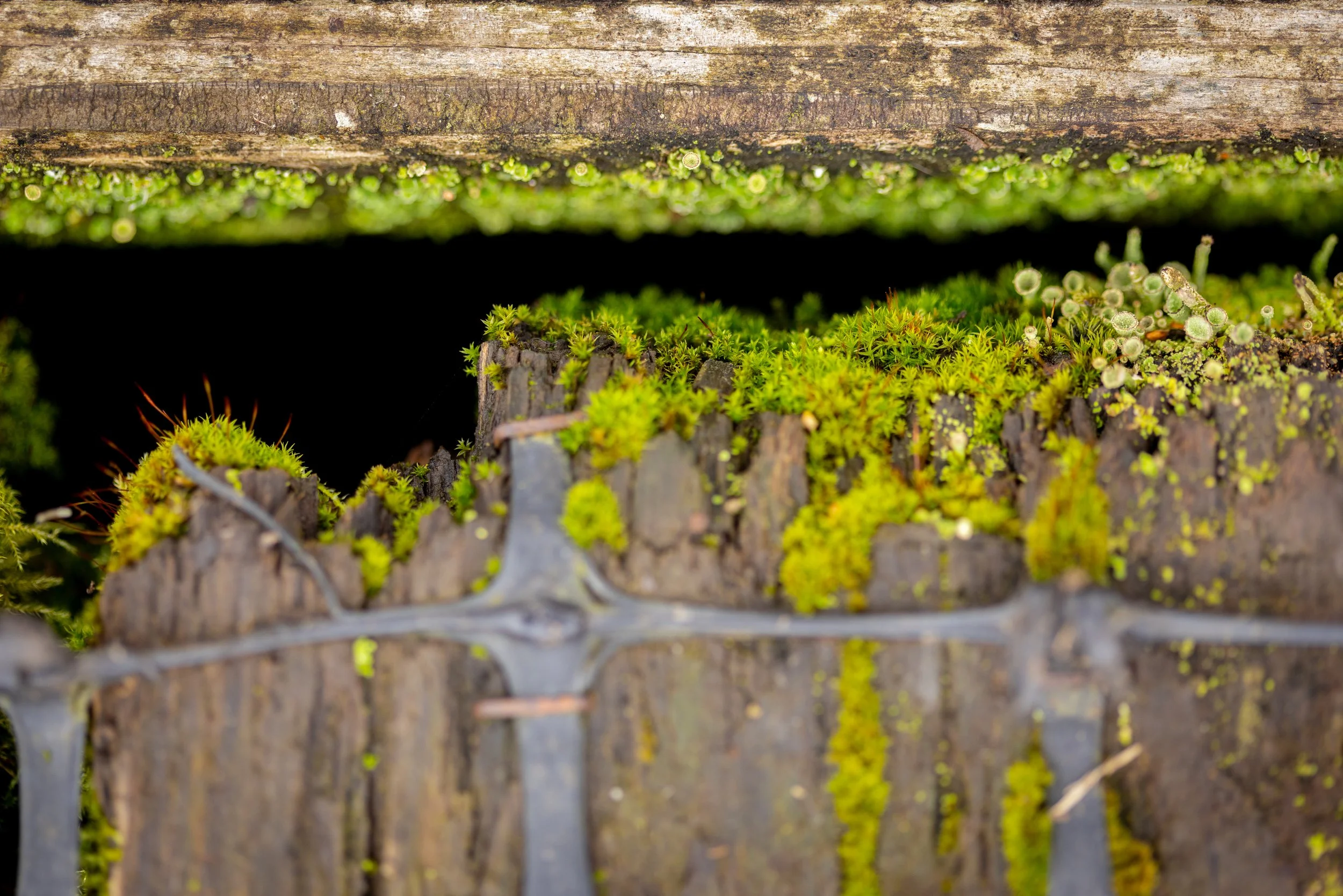 Crymlyn Bog-33.jpg