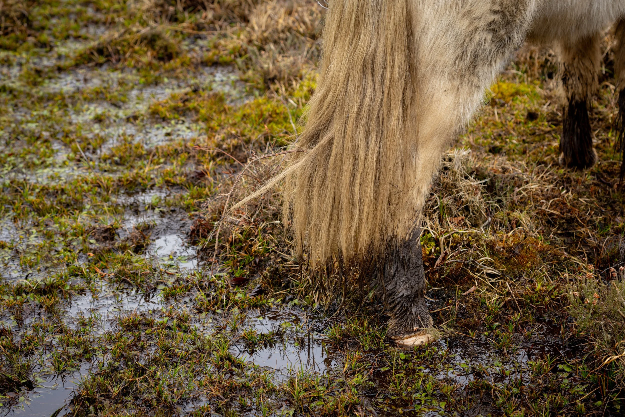 Crymlyn Bog-34.jpg