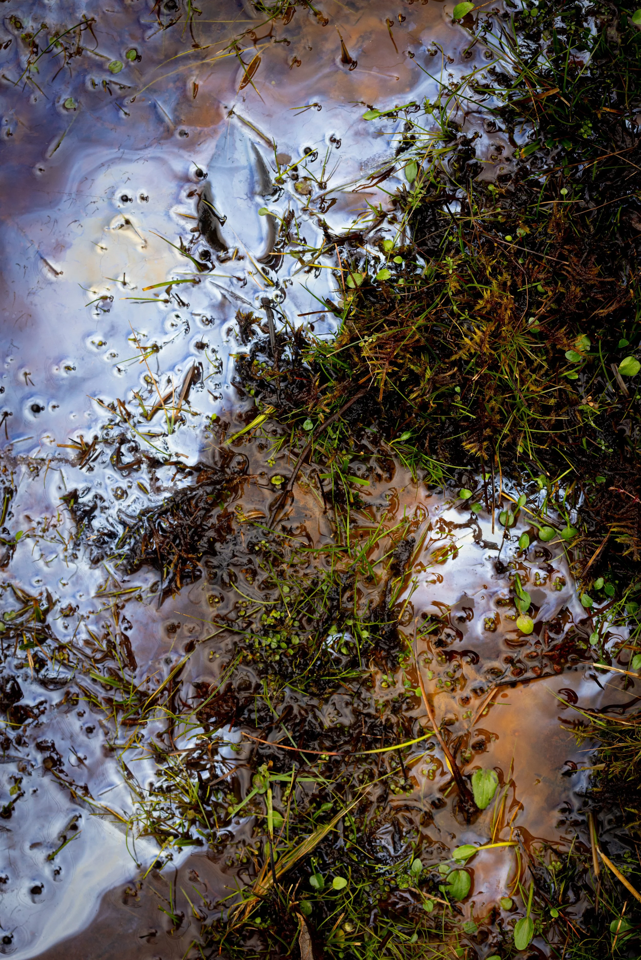 Crymlyn Bog-36.jpg