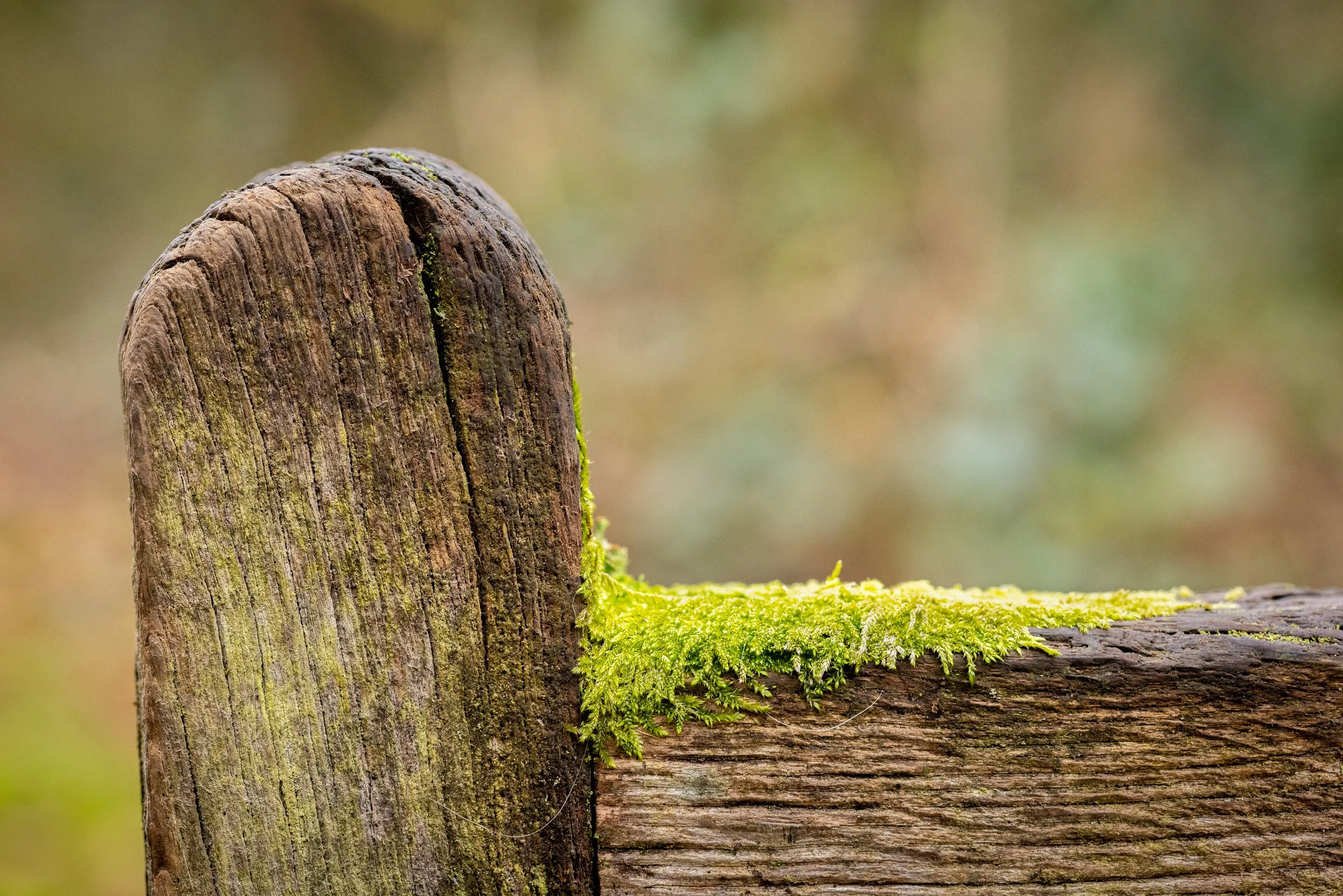 Crymlyn Bog-37.jpg