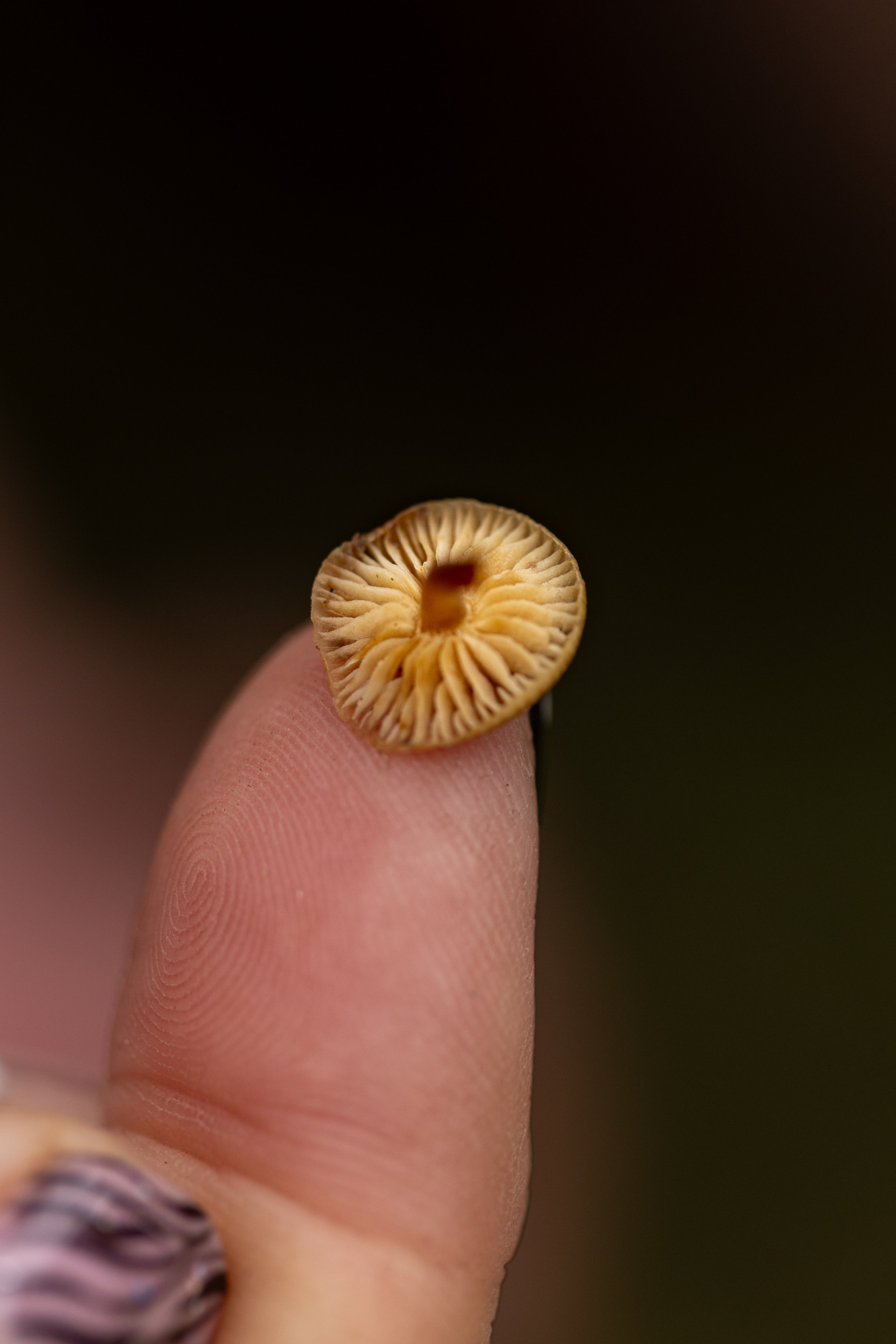 * Crymlyn Bog-13.jpg