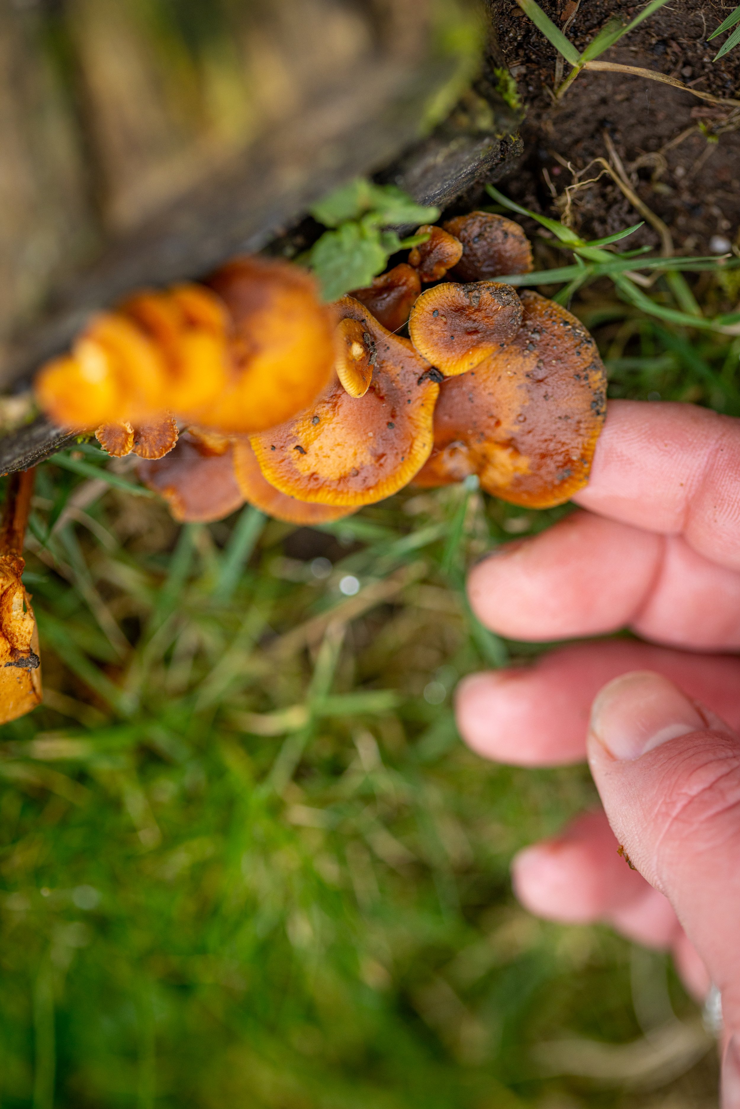 * Crymlyn Bog-15.jpg