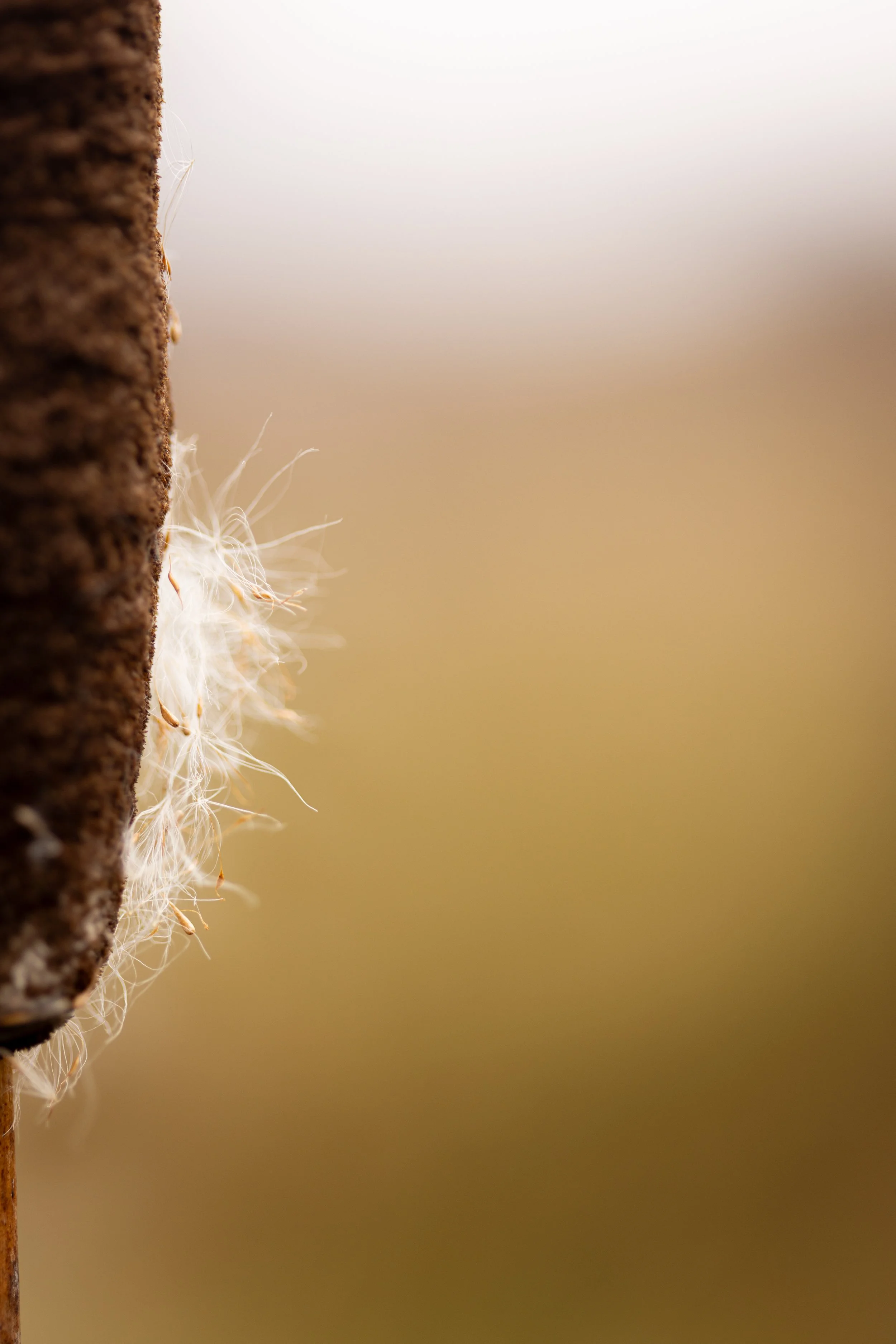 * Crymlyn Bog-22.jpg