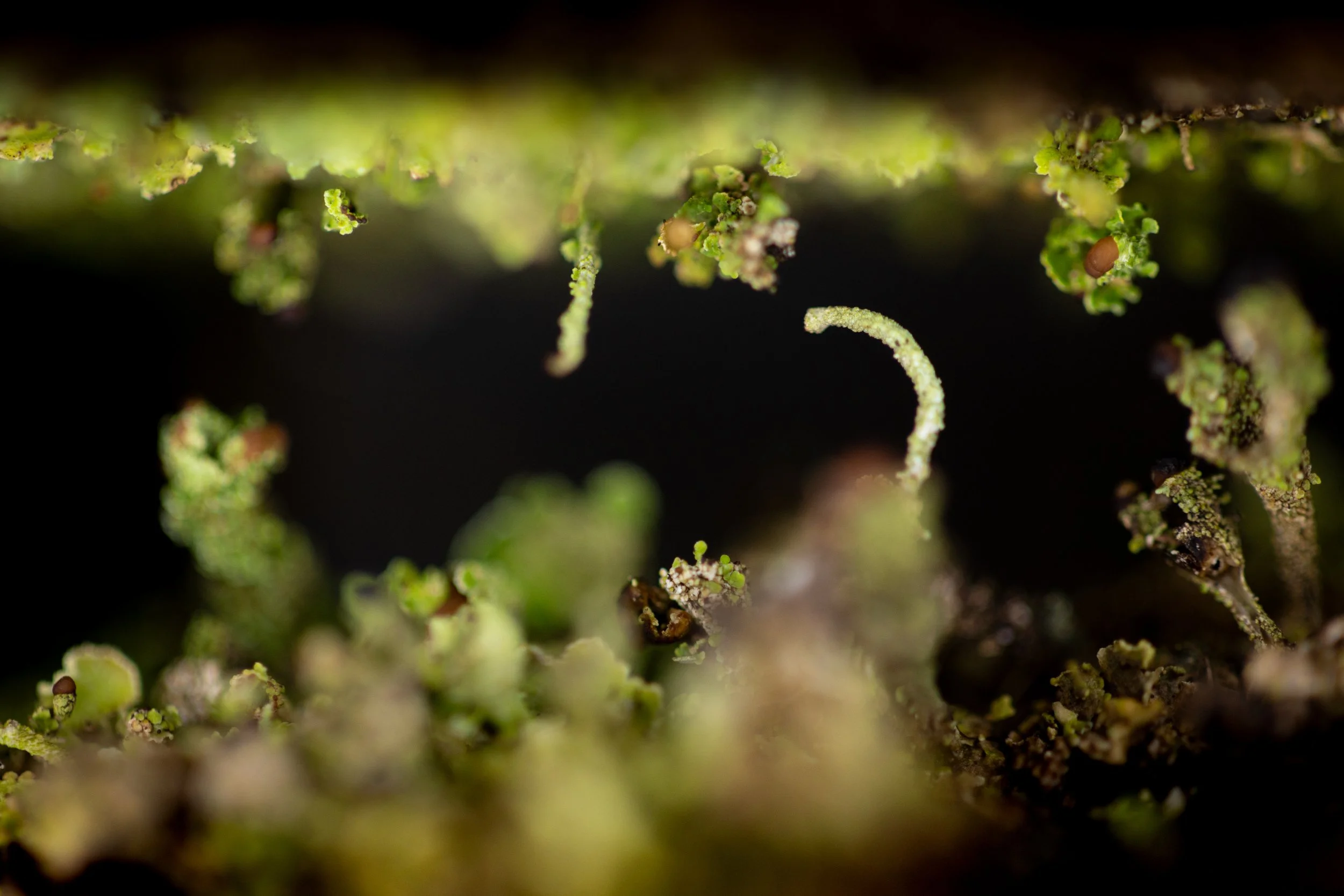 * Crymlyn Bog-32.jpg