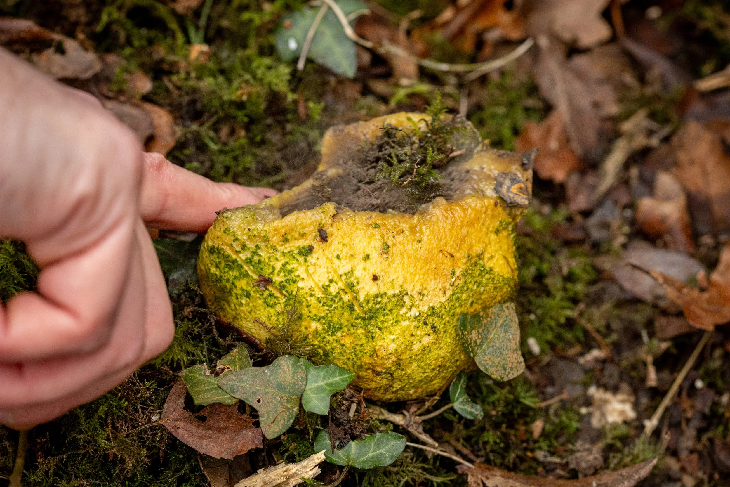 * Crymlyn Bog-43.jpg