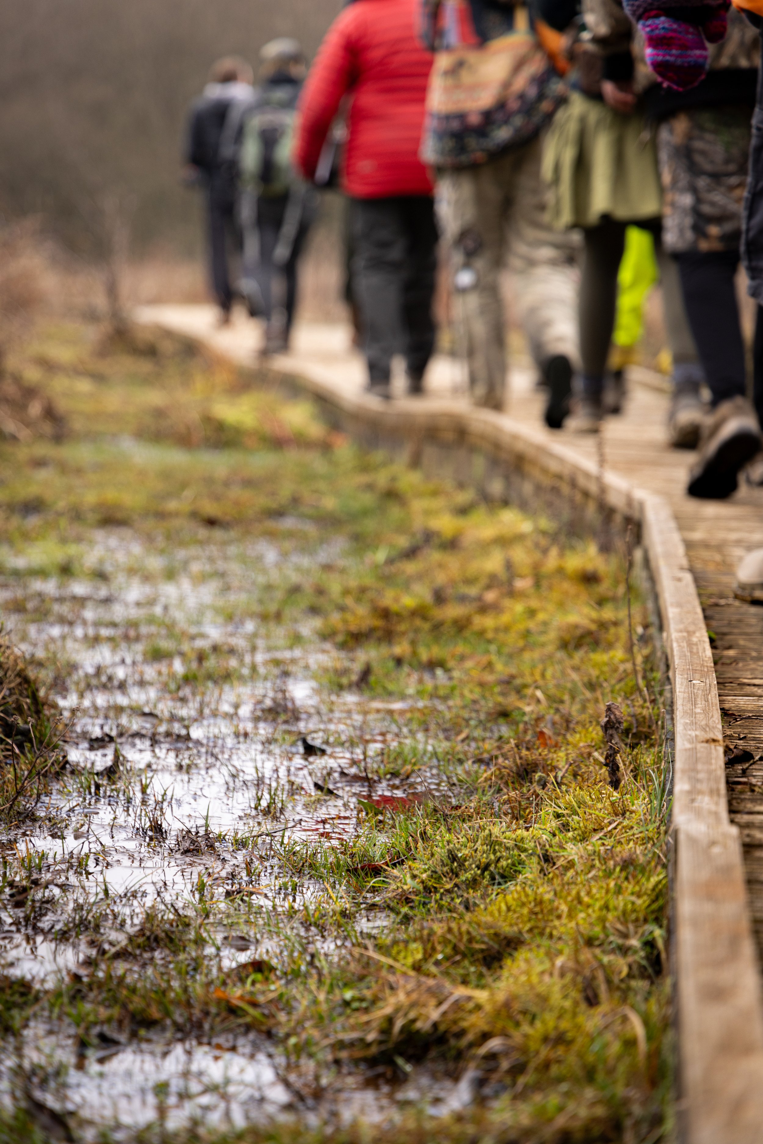 * Crymlyn Bog-73.jpg