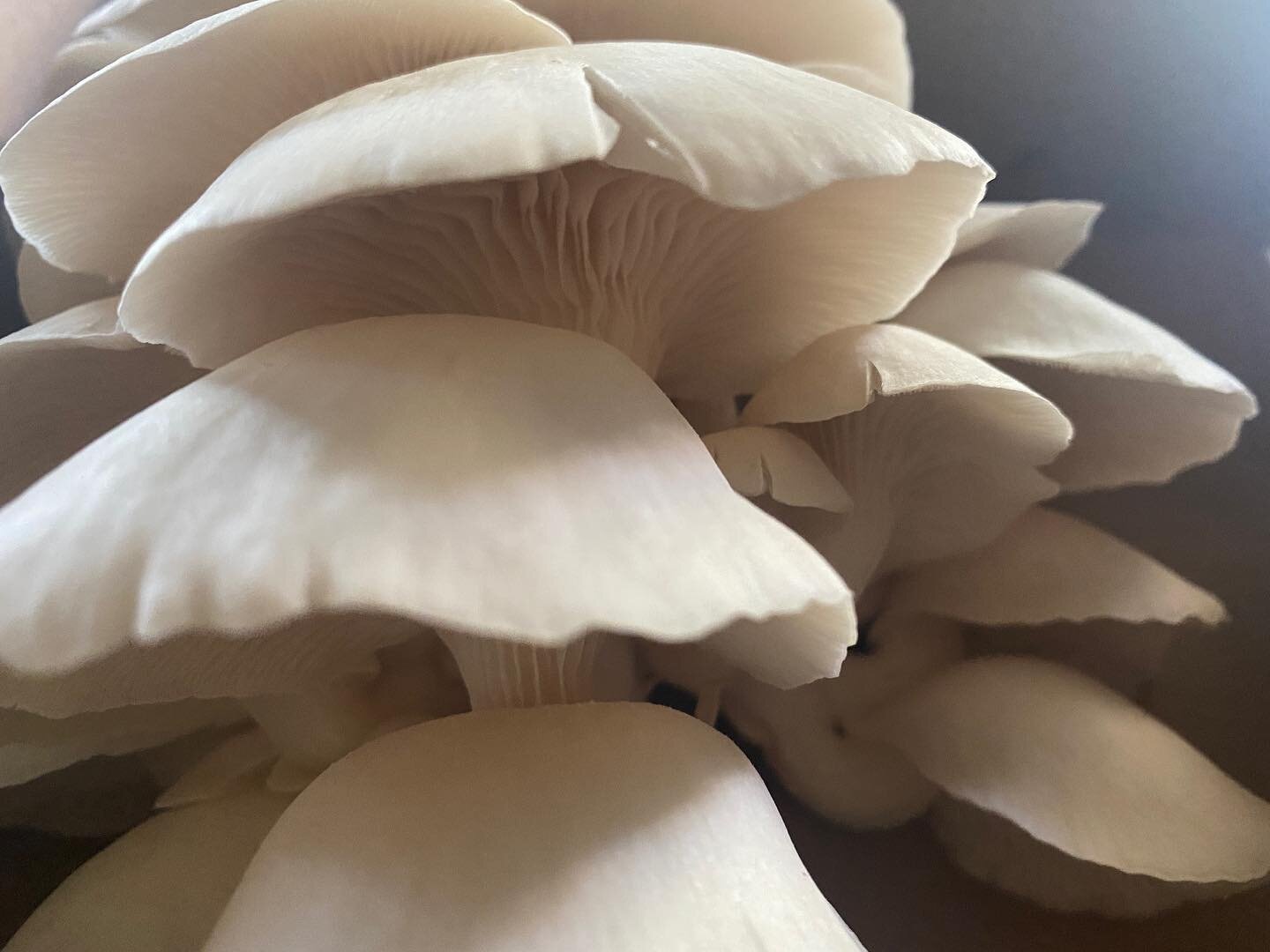 Ok @thebigbendfungicompany these are some beautiful mushrooms 🍄 in stock now #igotthatfromthegetgo #lionsmanemushroom #oystermushrooms #marfatexas